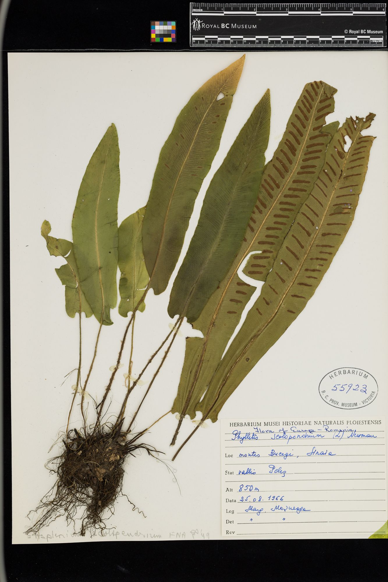 Image representing Phyllitis scolopendrium.