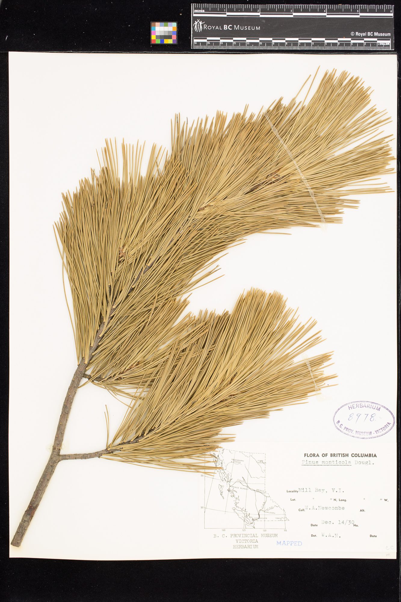 Image representing Pinus monticola.