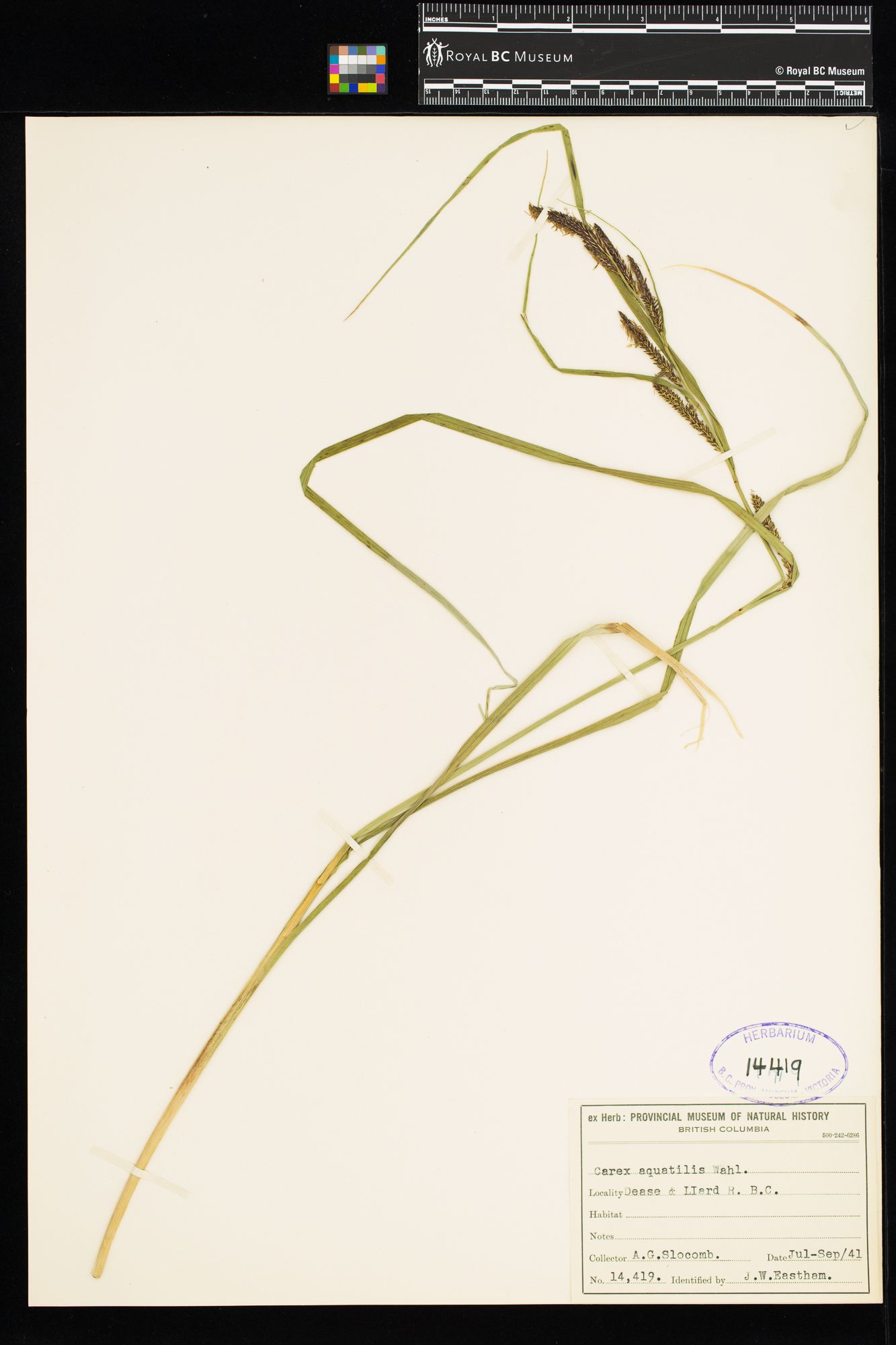 Image representing Carex aquatilis.