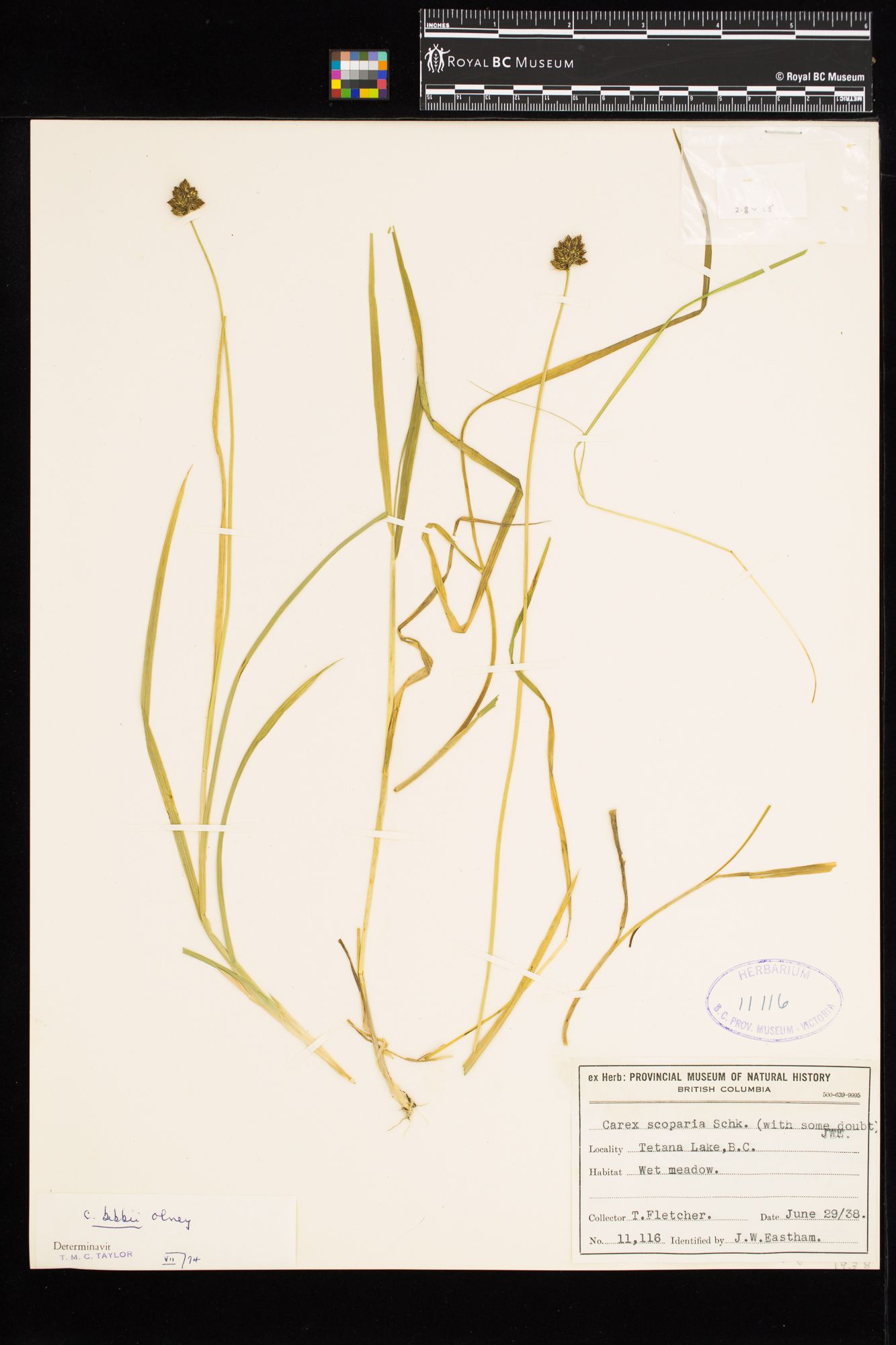 Image representing Carex bebbii.