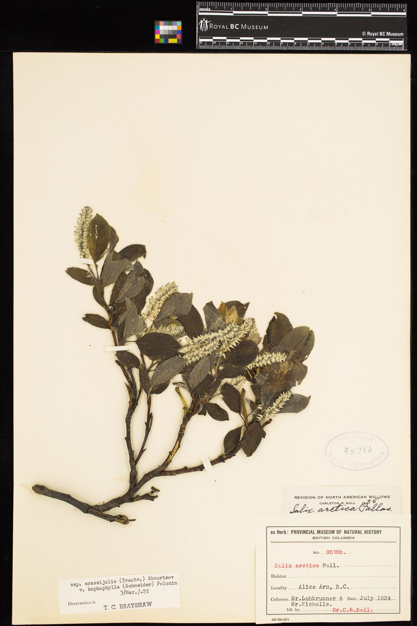 Image representing Salix arctica ssp. crassijulis.