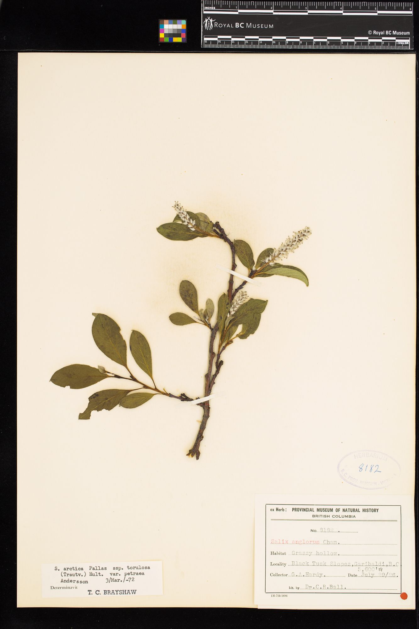 Image representing Salix arctica ssp. torulosa.