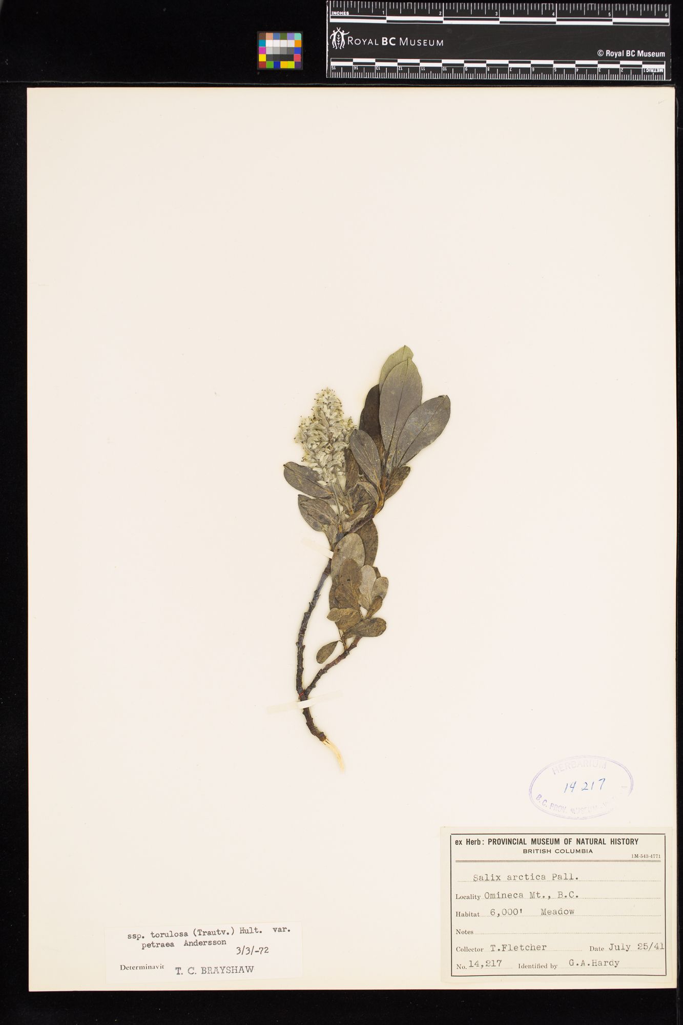 Image representing Salix arctica var. petraea.