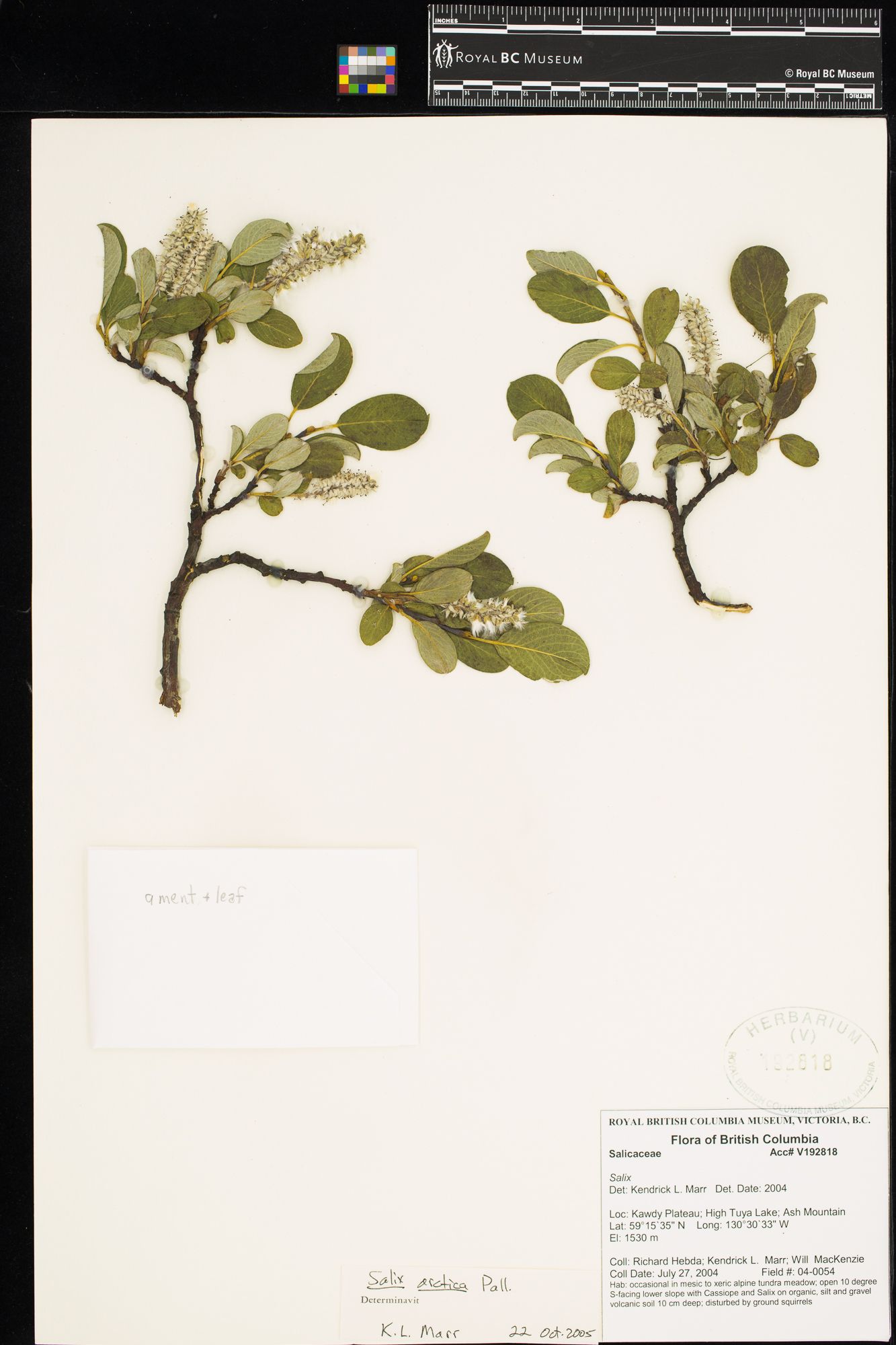 Image representing Salix arctica.