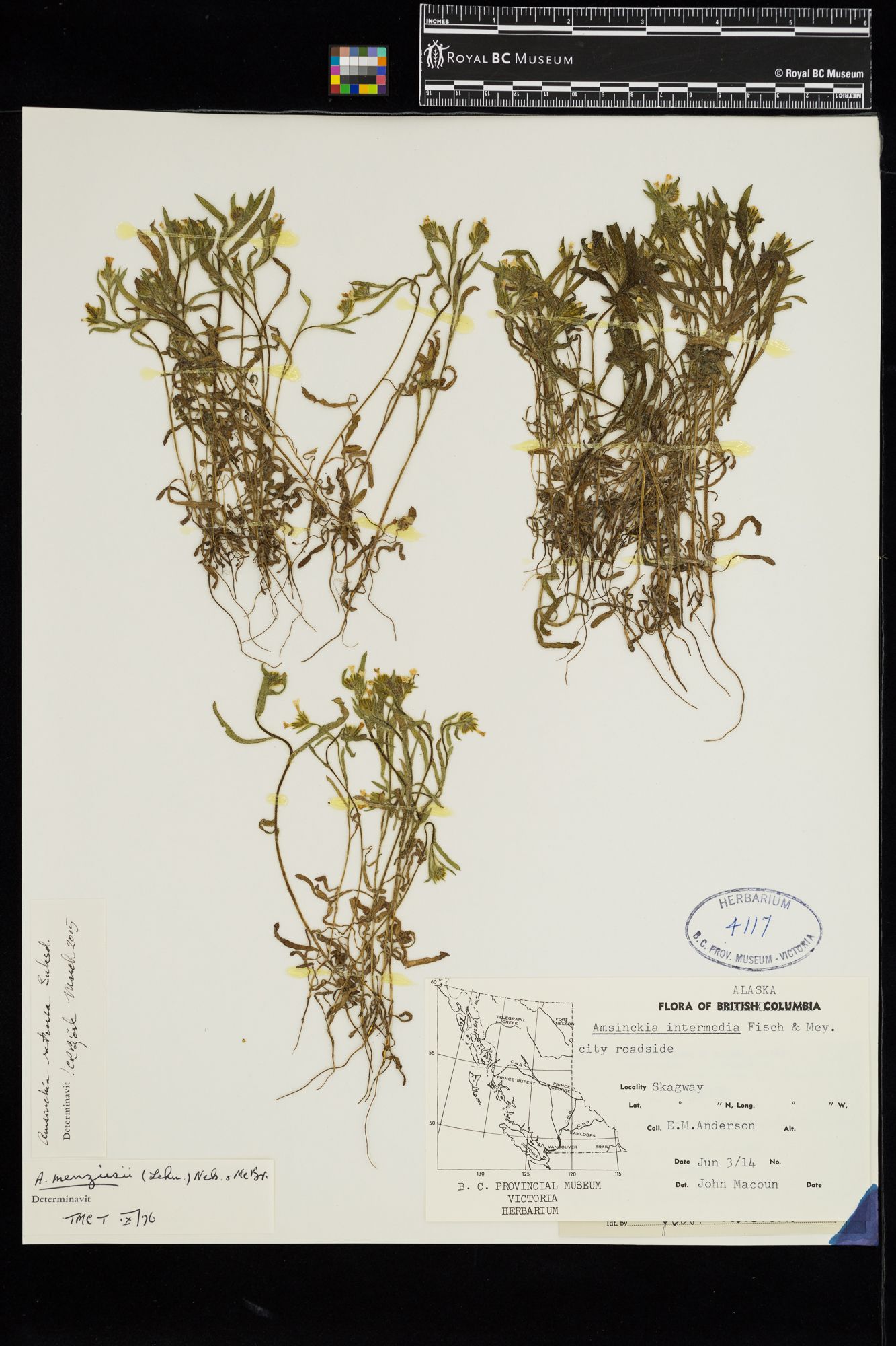 Image representing Amsinckia retrorsa.