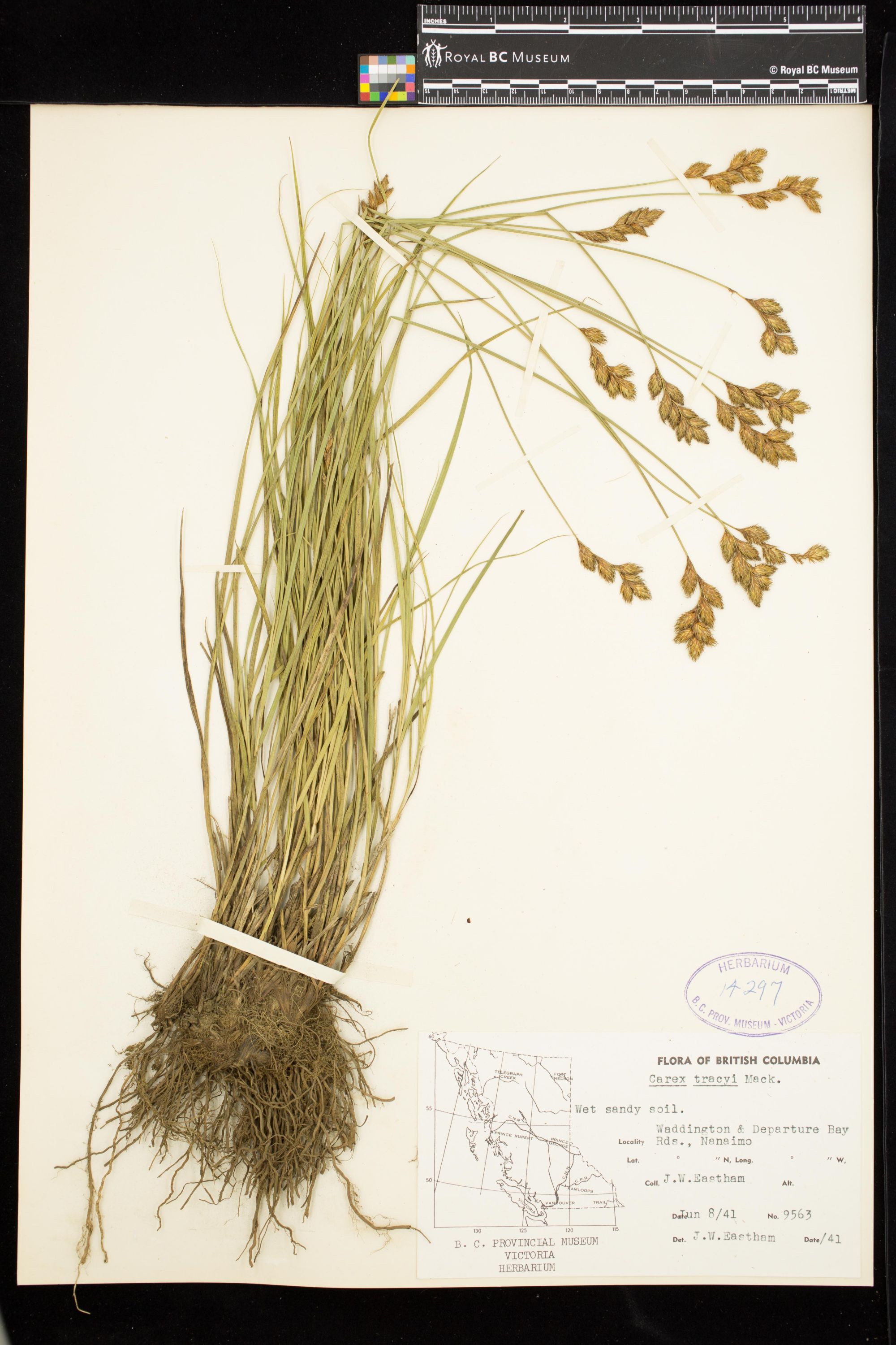 Image representing Carex ovalis.