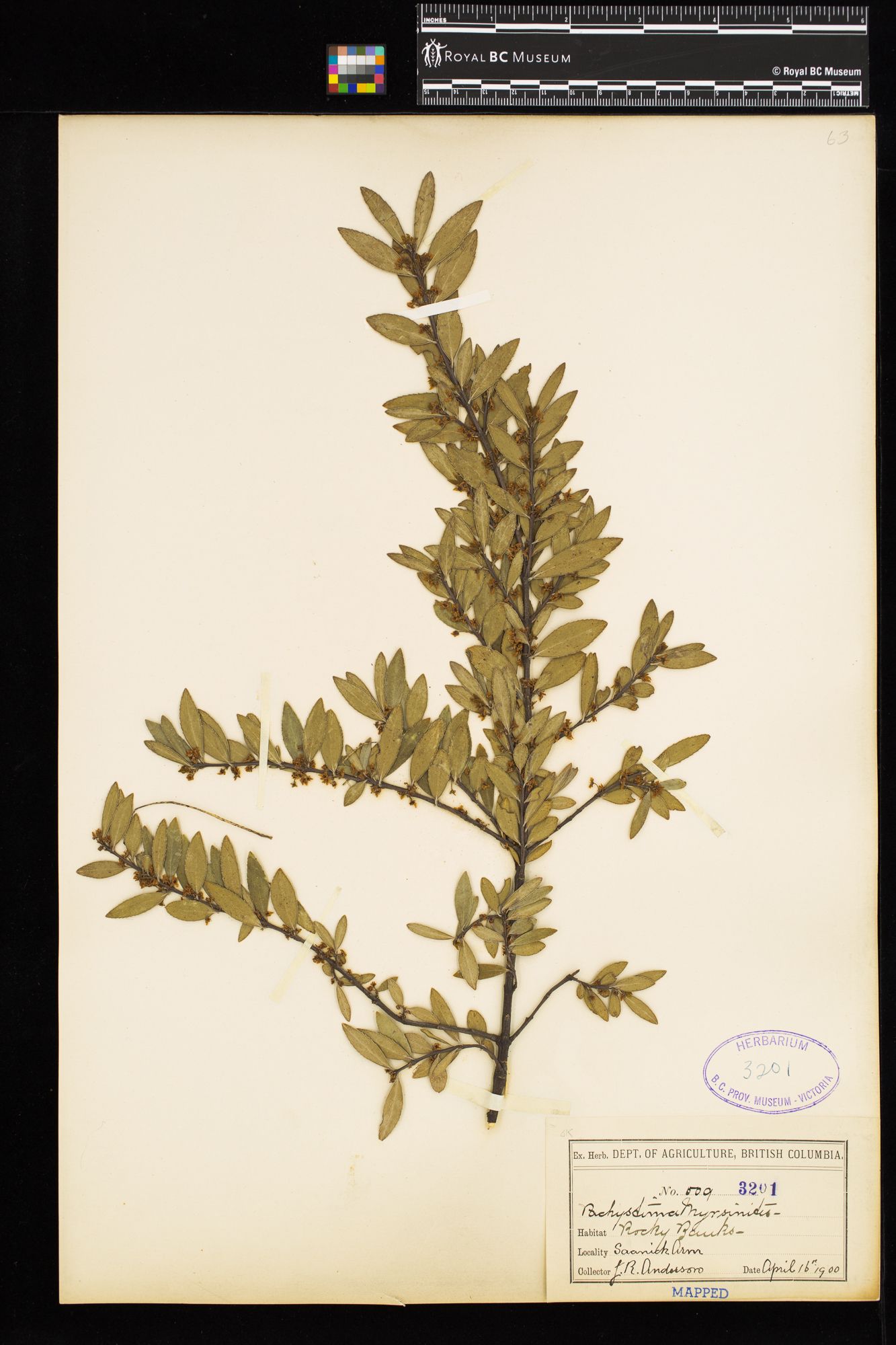 Image representing Paxistima myrsinites.