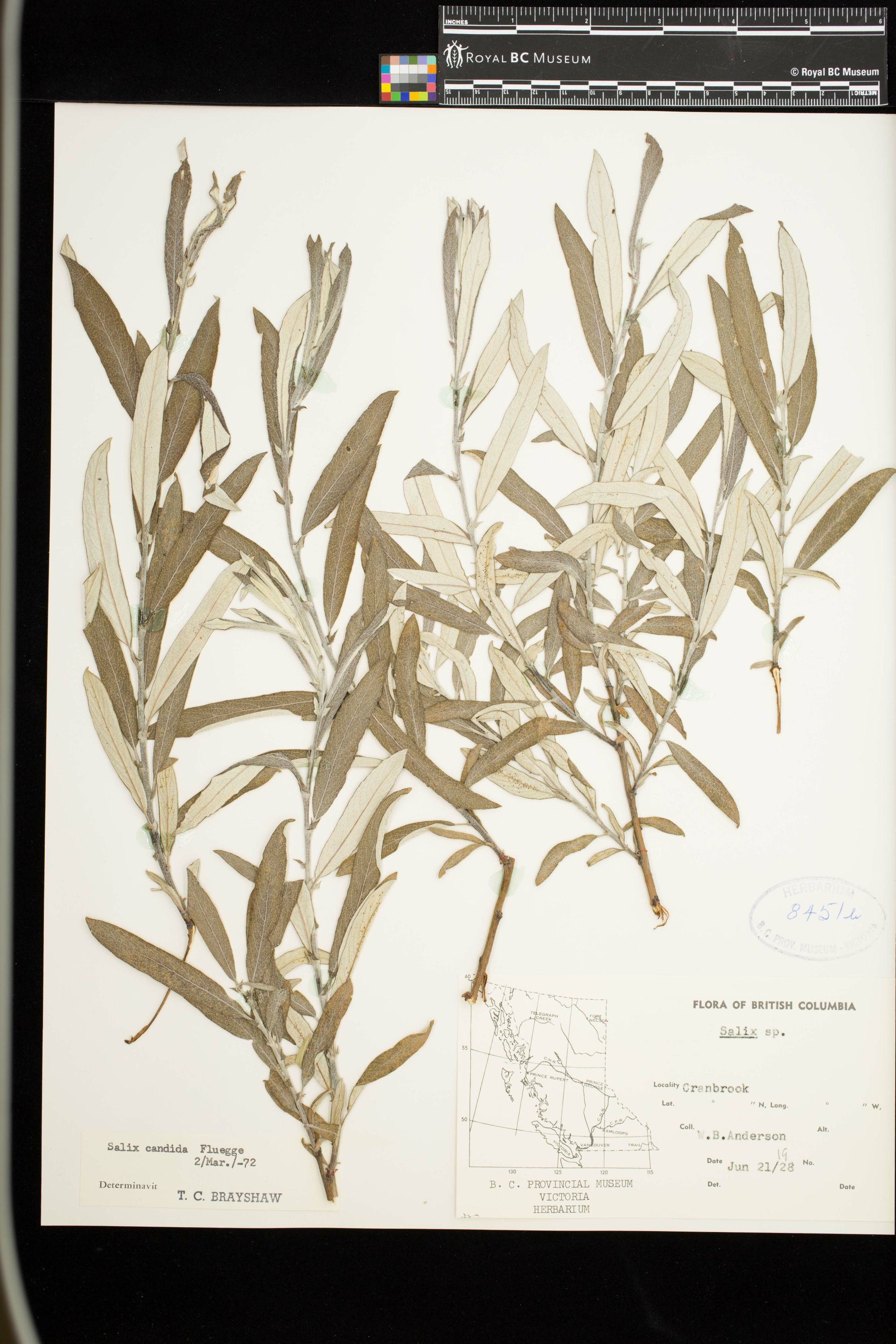 Image representing Salix candida.