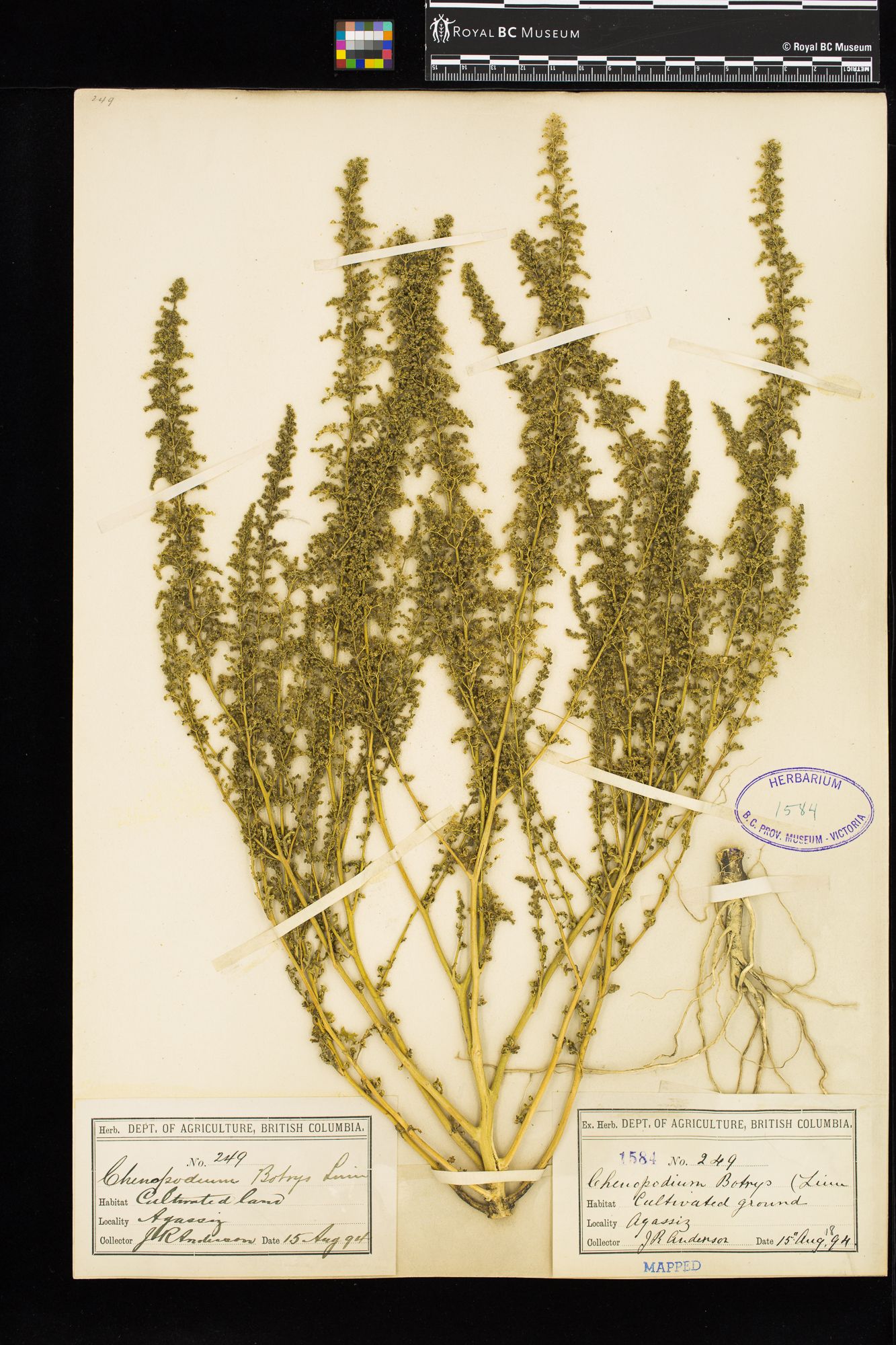 Image représentant Chenopodium botrys