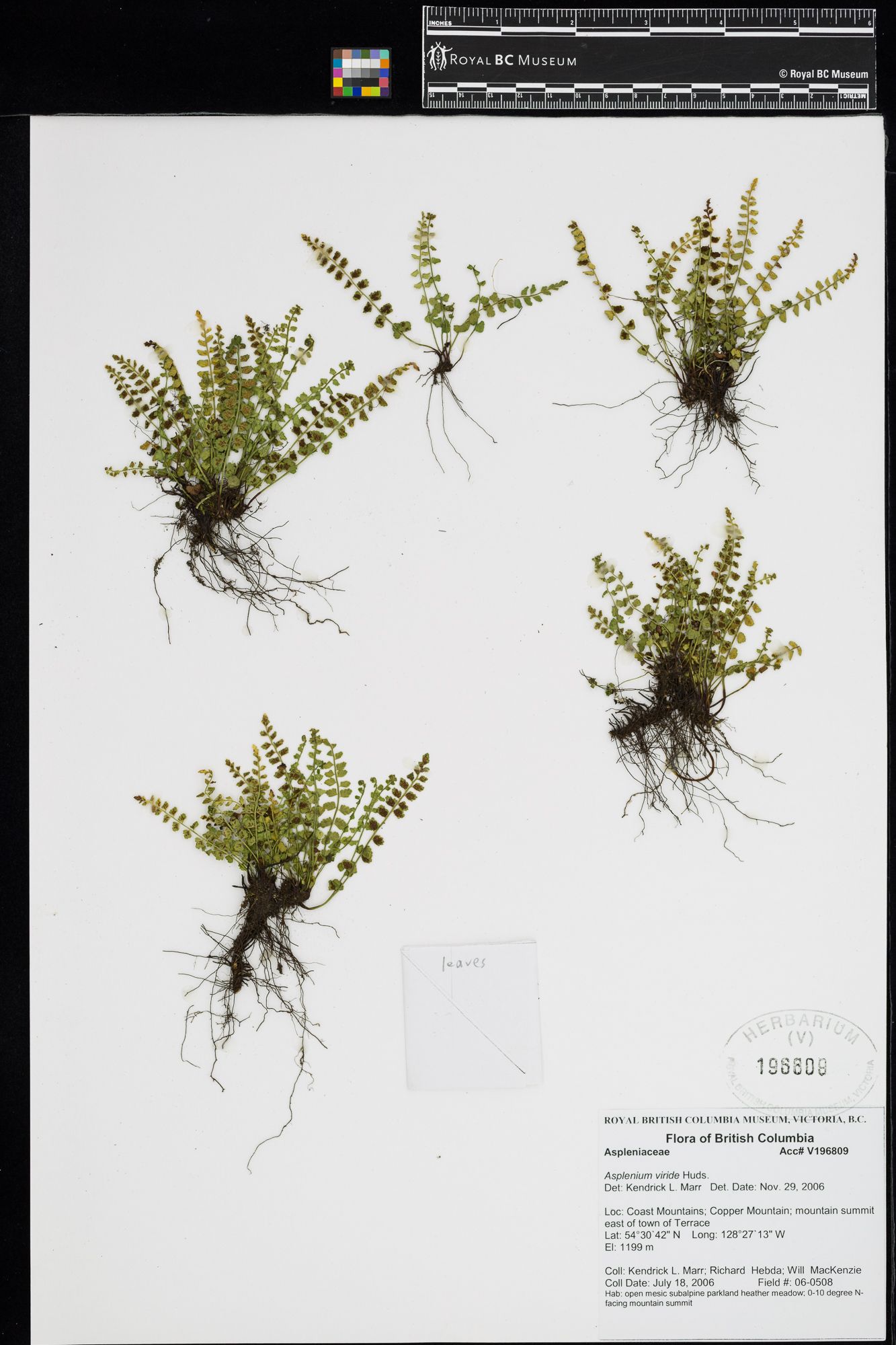 Image représentant Asplenium viride