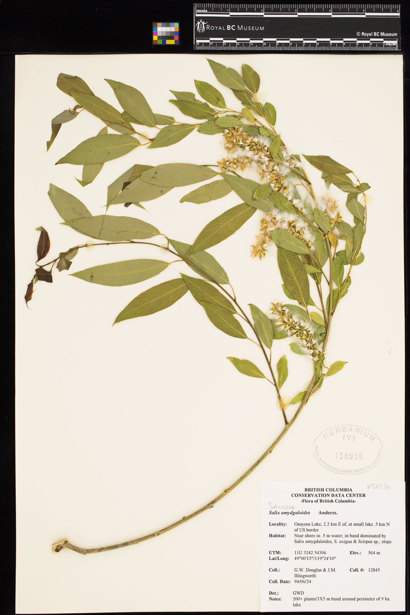 Image representing Salix amygdaloides.