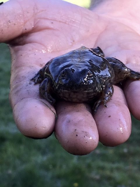 Image representing Lithobates catesbeianus.