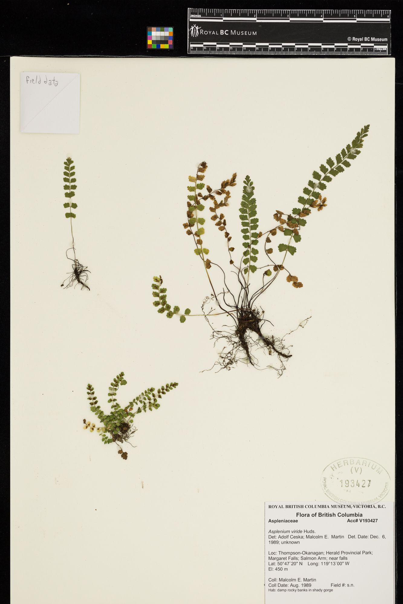 Image representing Asplenium viride.