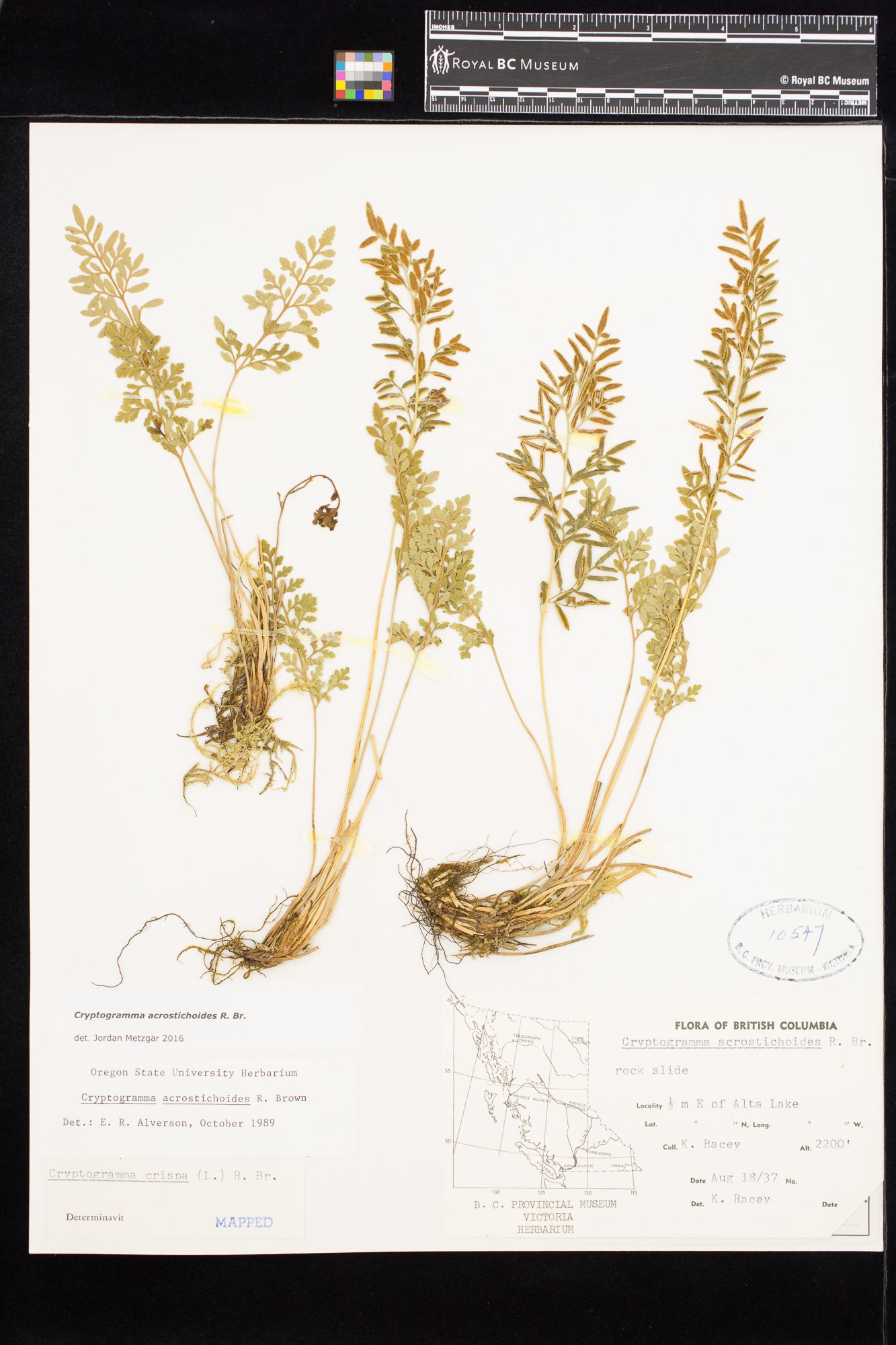 Image representing Cryptogramma acrostichoides.