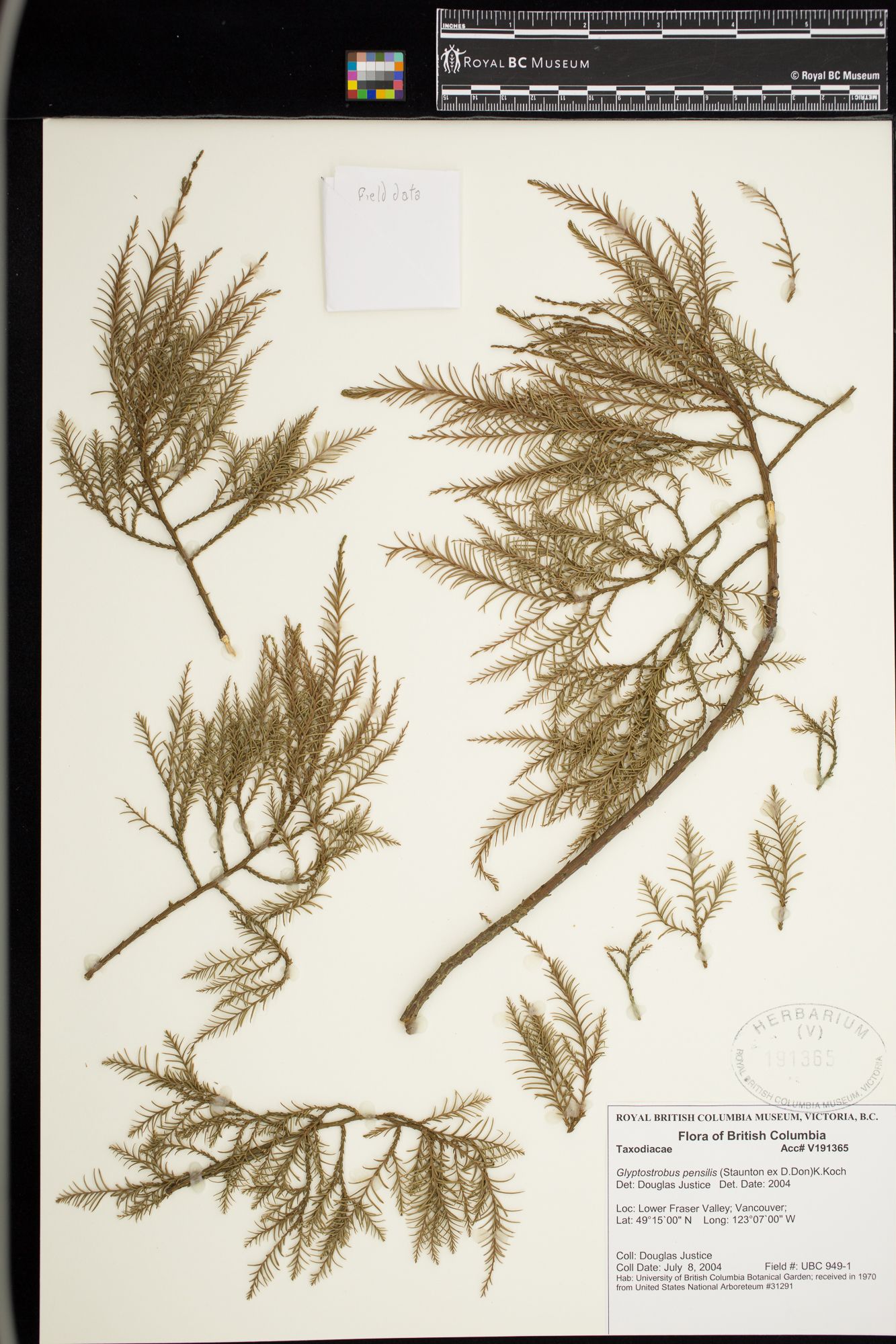 Image representing Glyptostrobus pensilis.