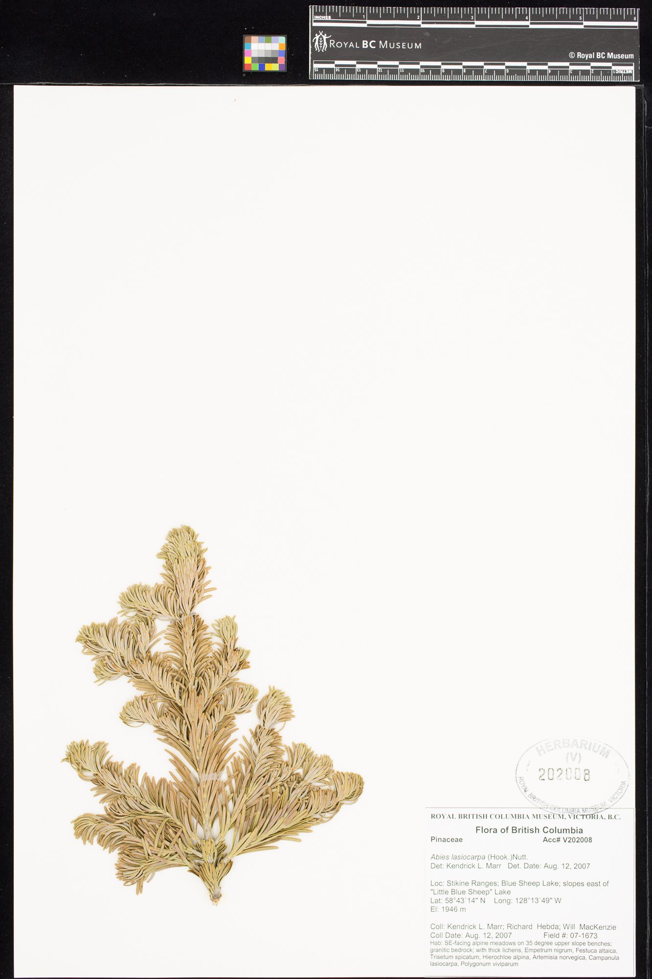 Image representing Abies lasiocarpa.