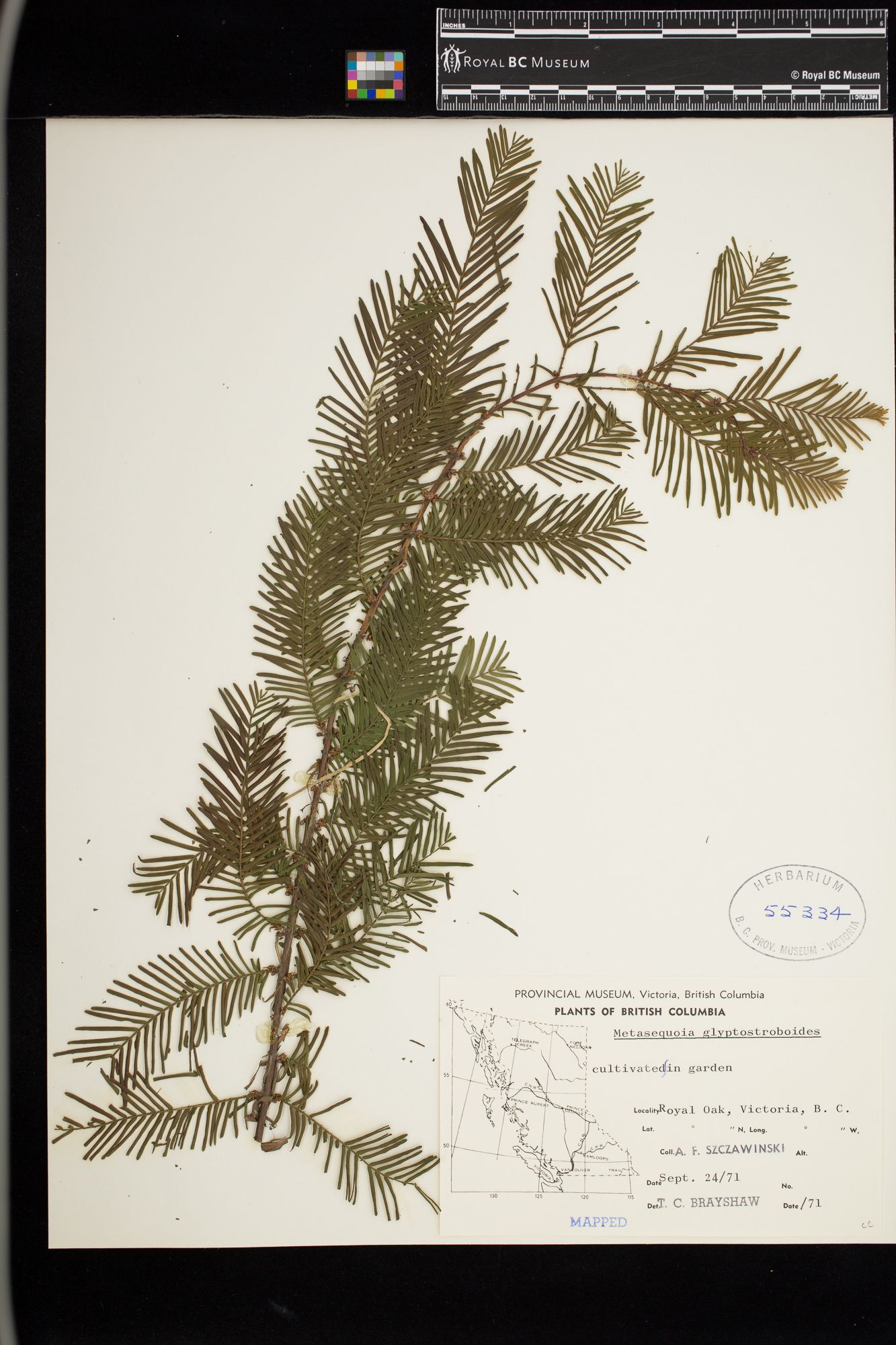 Image representing Metasequoia glyptostroboides.