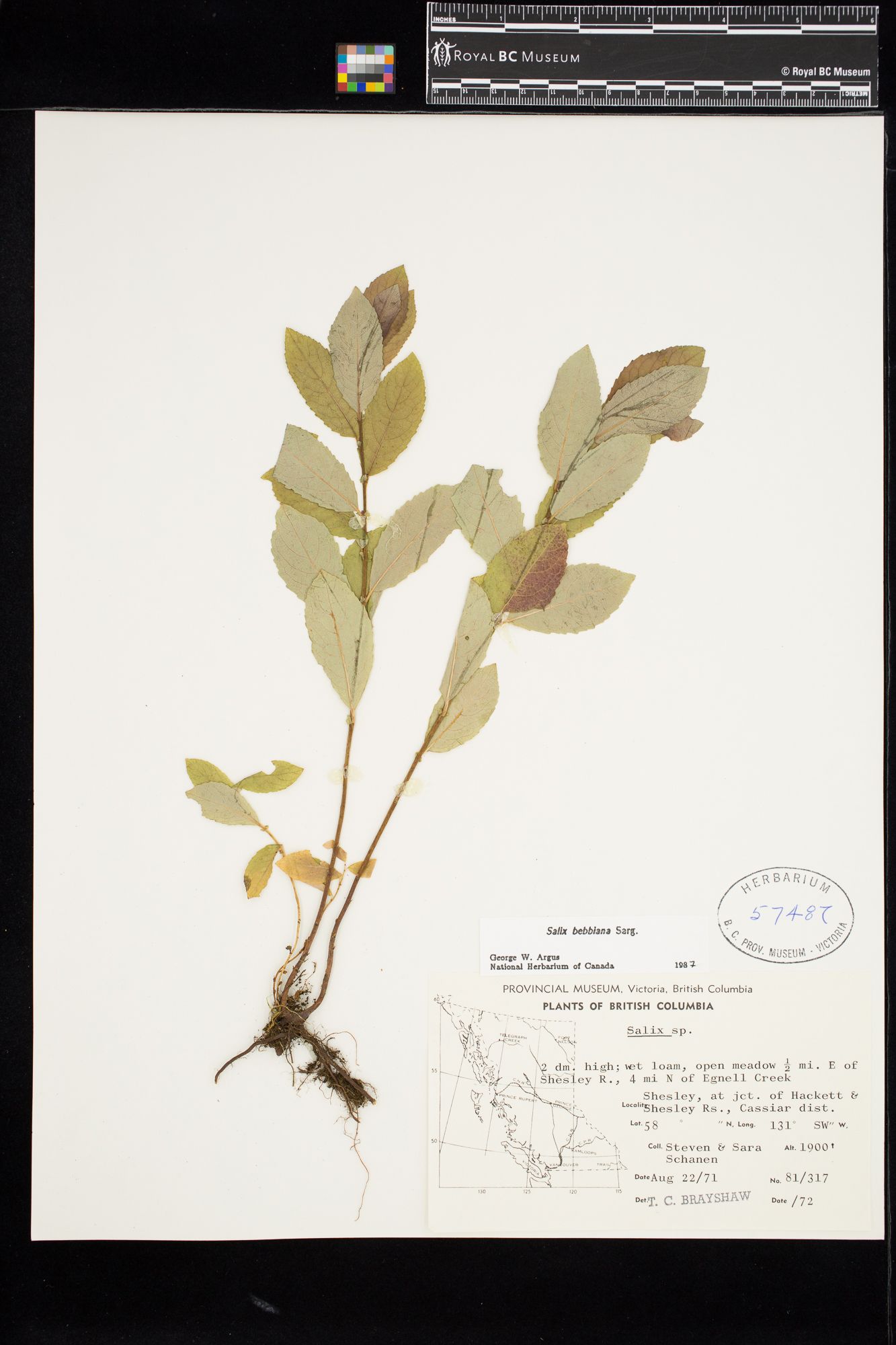 Image representing Salix brachycarpa.