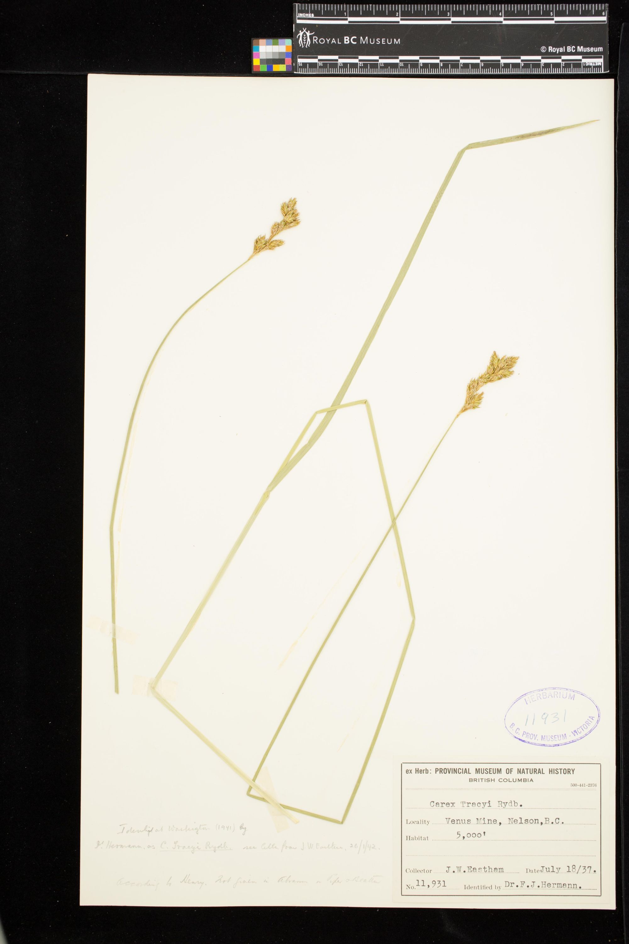 Image representing Carex ovalis.