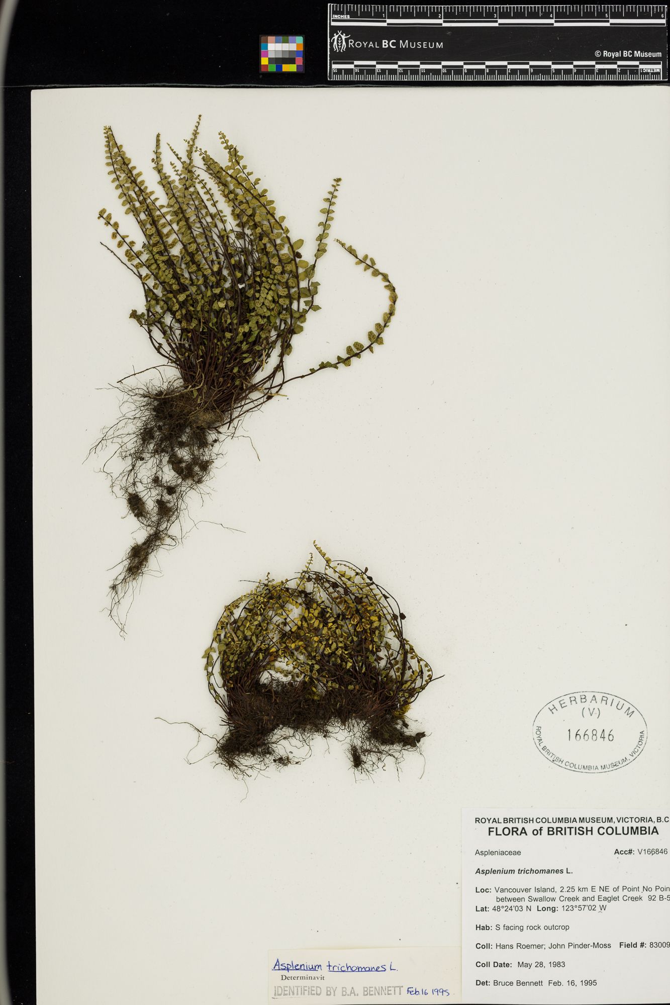 Image representing Asplenium trichomanes.