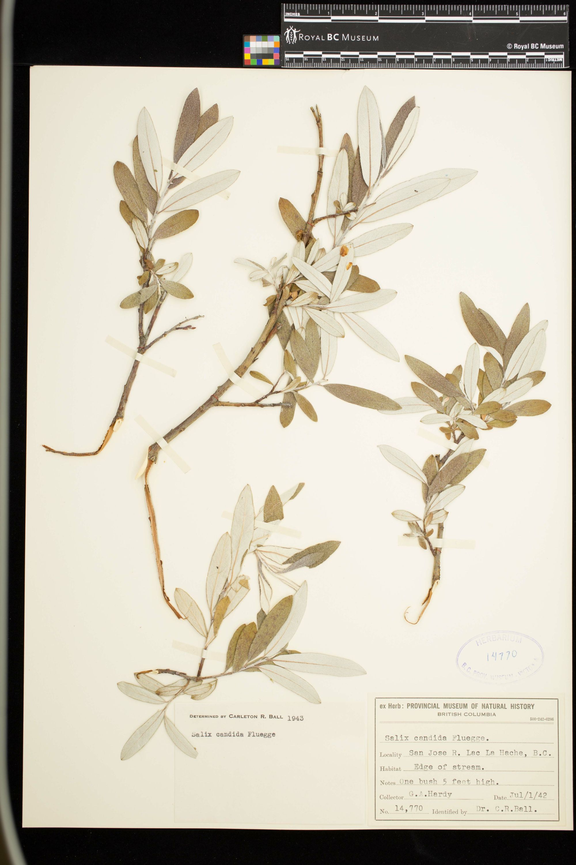 Image representing Salix candida.