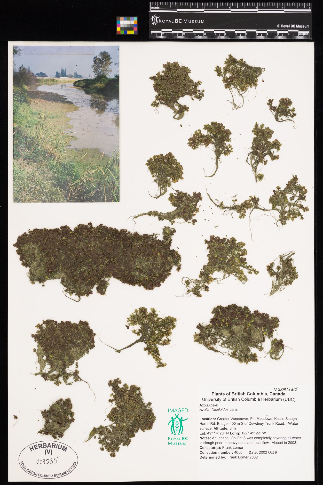 Image représentant Azolla filiculoides