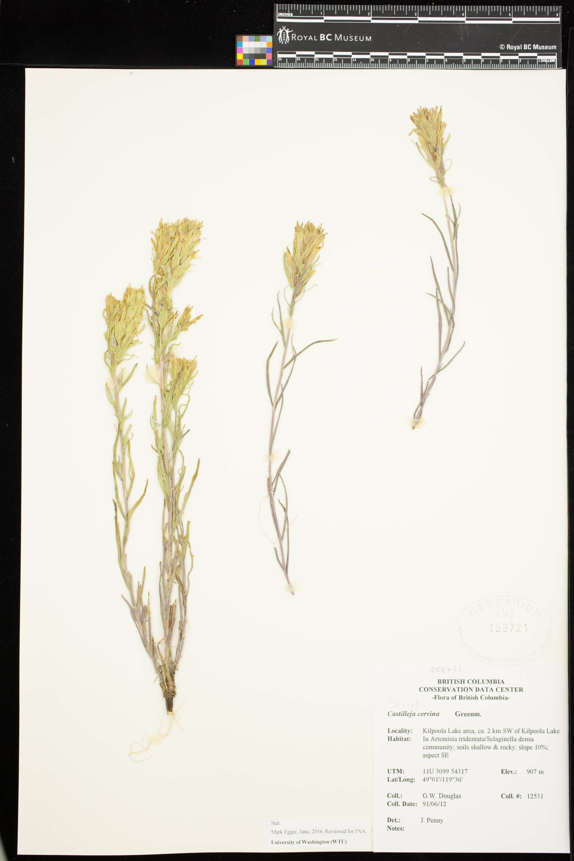 Image representing Castilleja cervina.