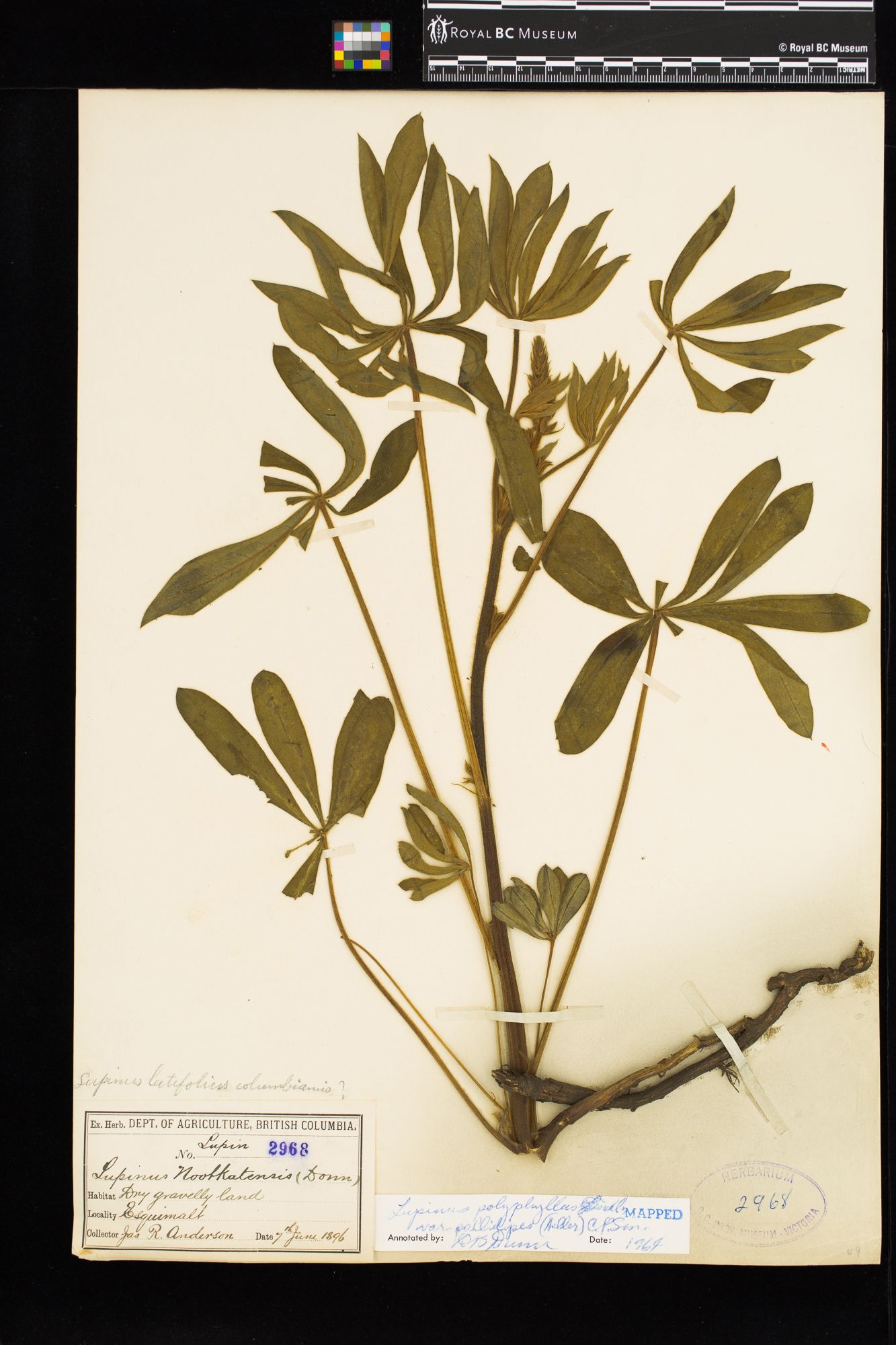 Image representing Lupinus polyphyllus var. pallidipes.