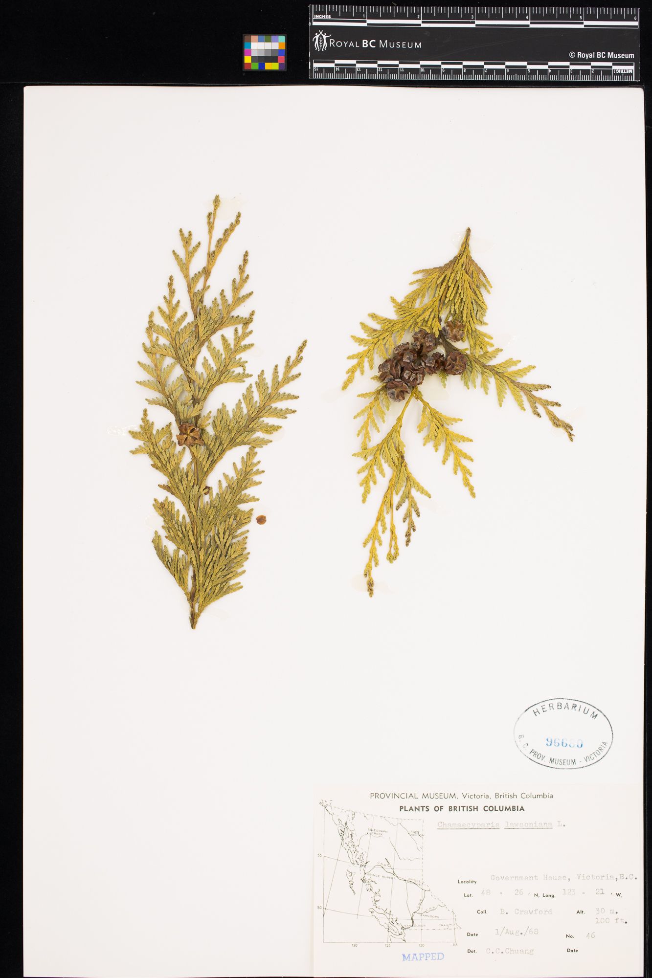 Image representing Chamaecyparis lawsoniana.