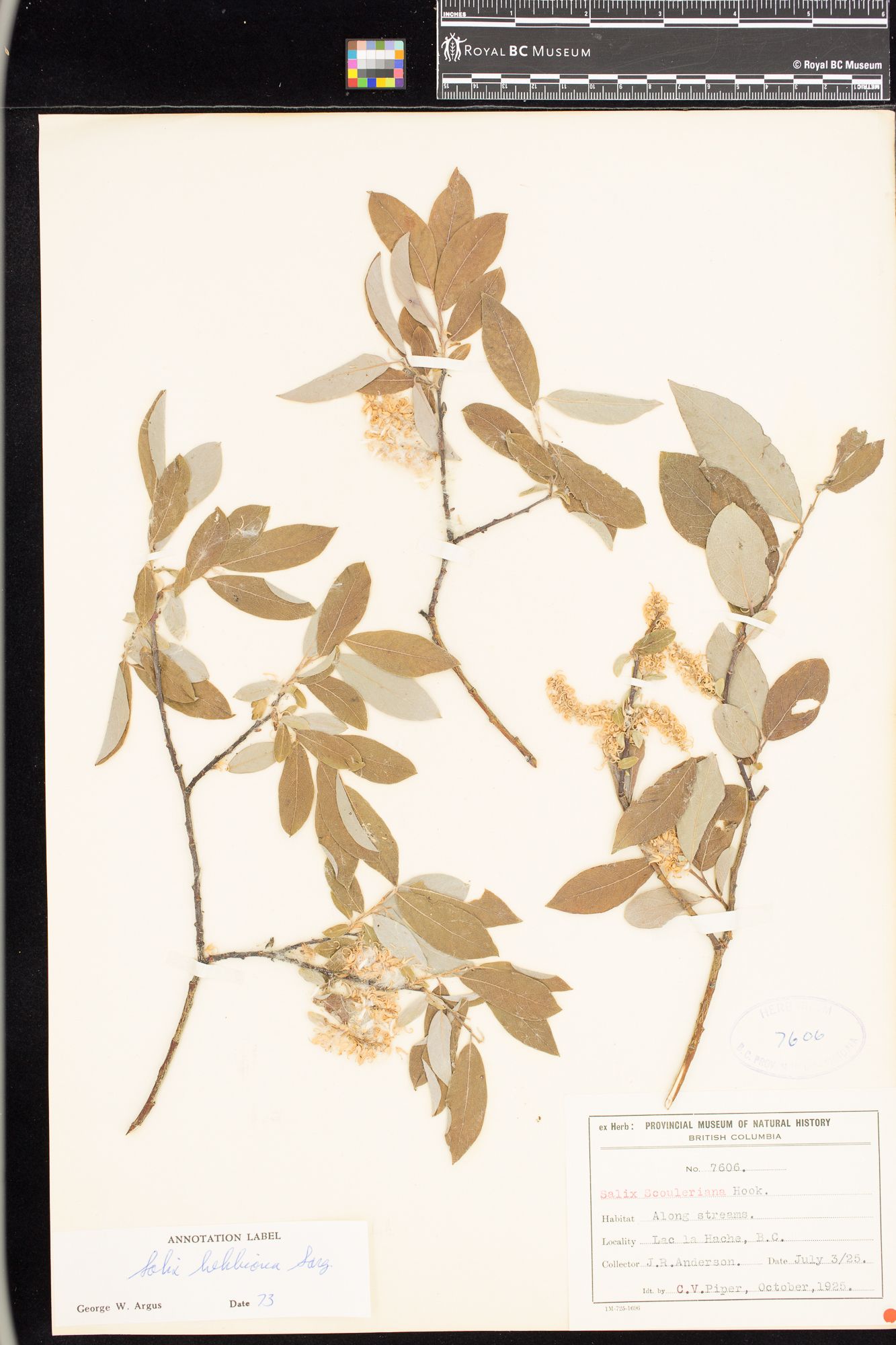 Image representing Salix bebbiana.