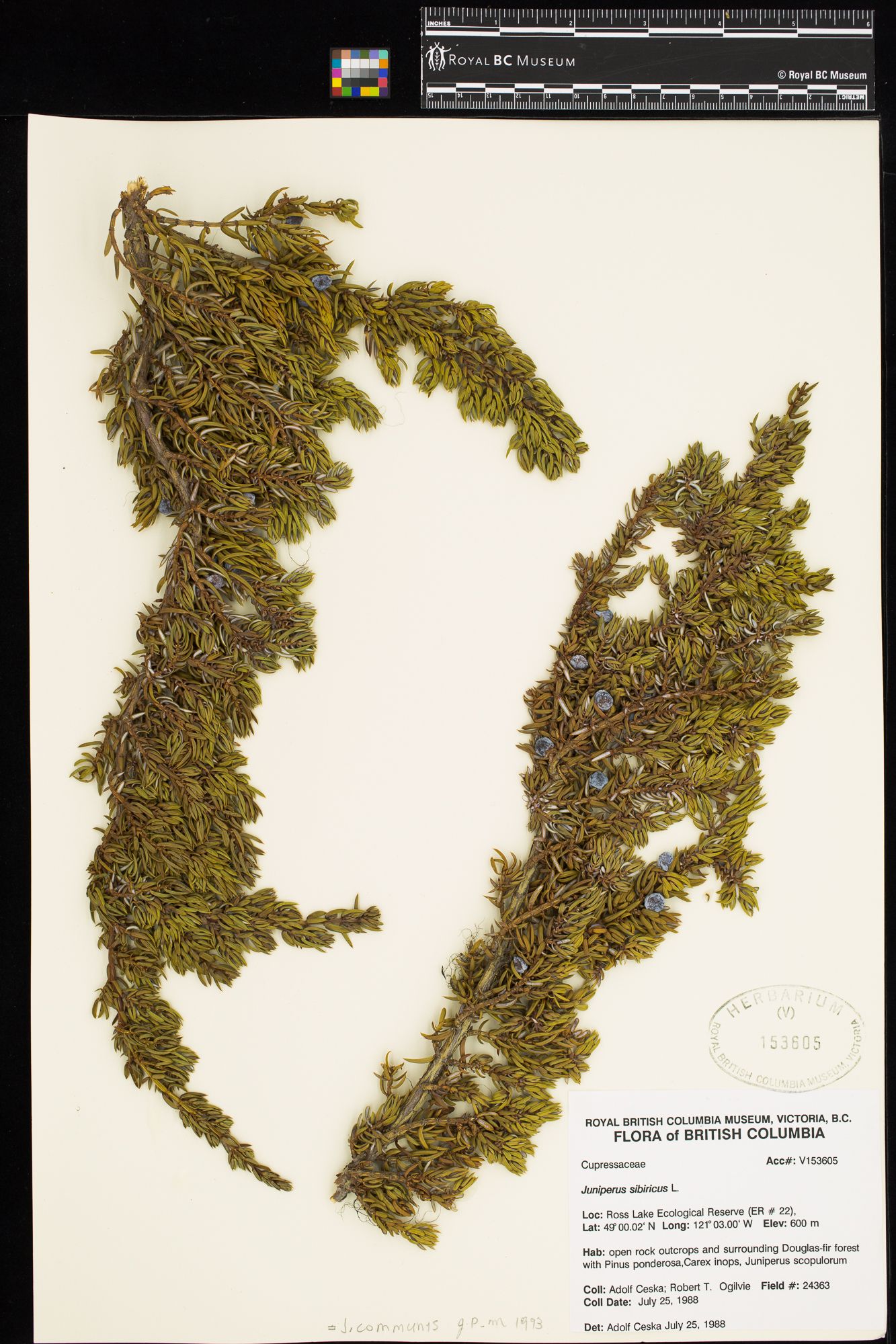 Image representing Juniperus sibirica.