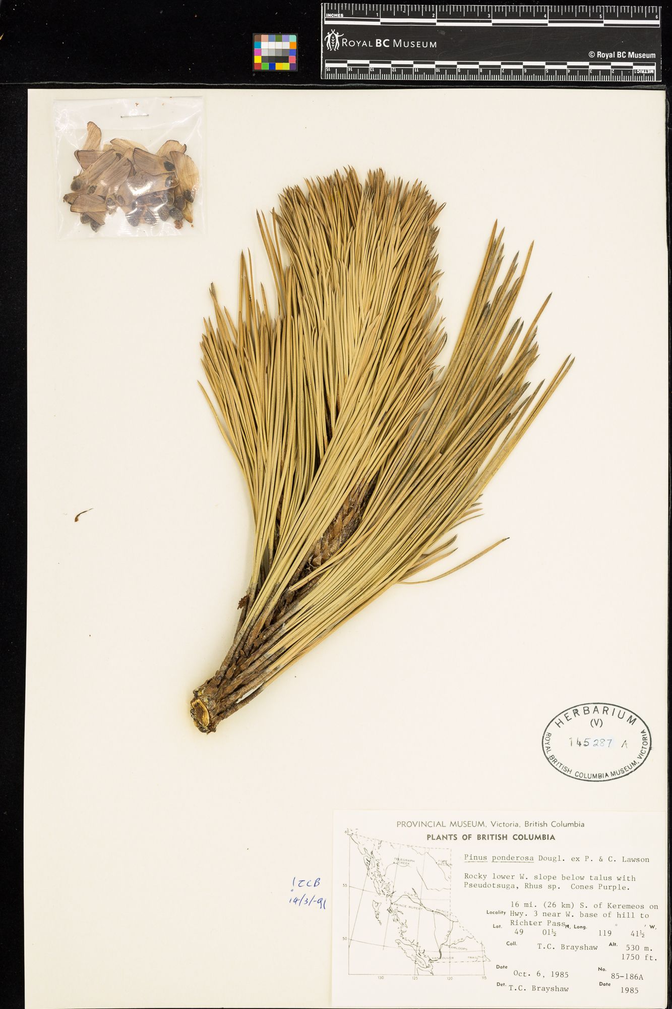 Image representing Pinus ponderosa.