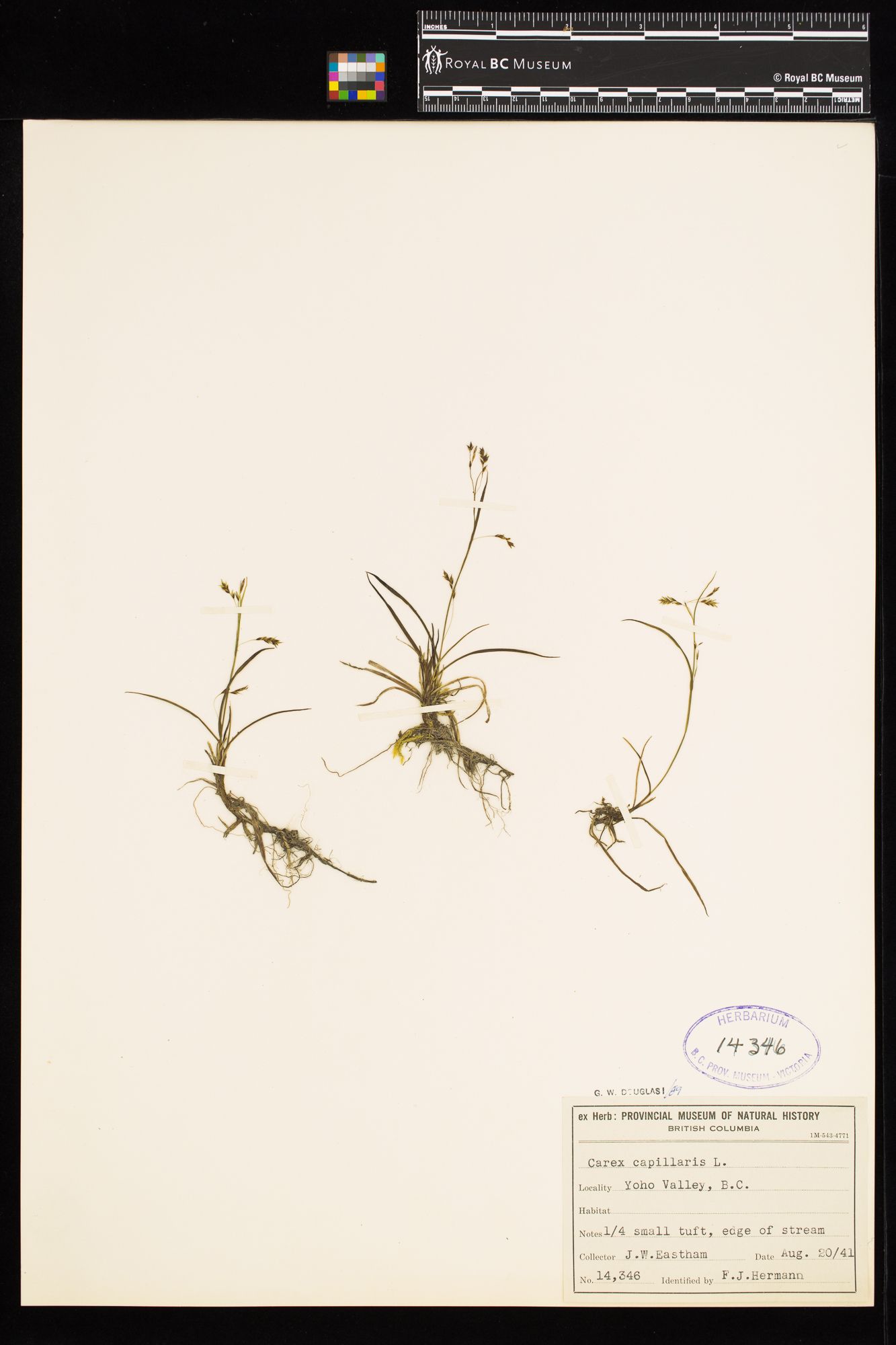 Image representing Carex capillaris.