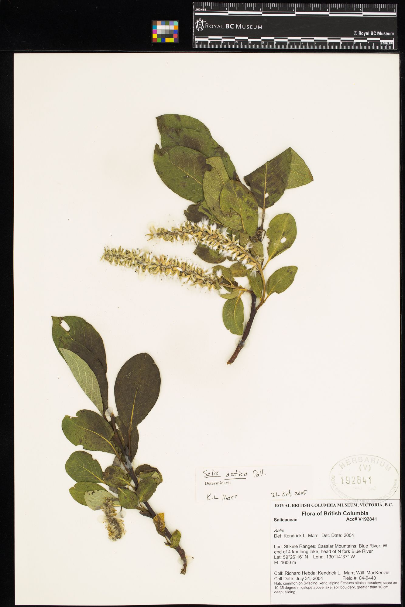 Image representing Salix arctica.