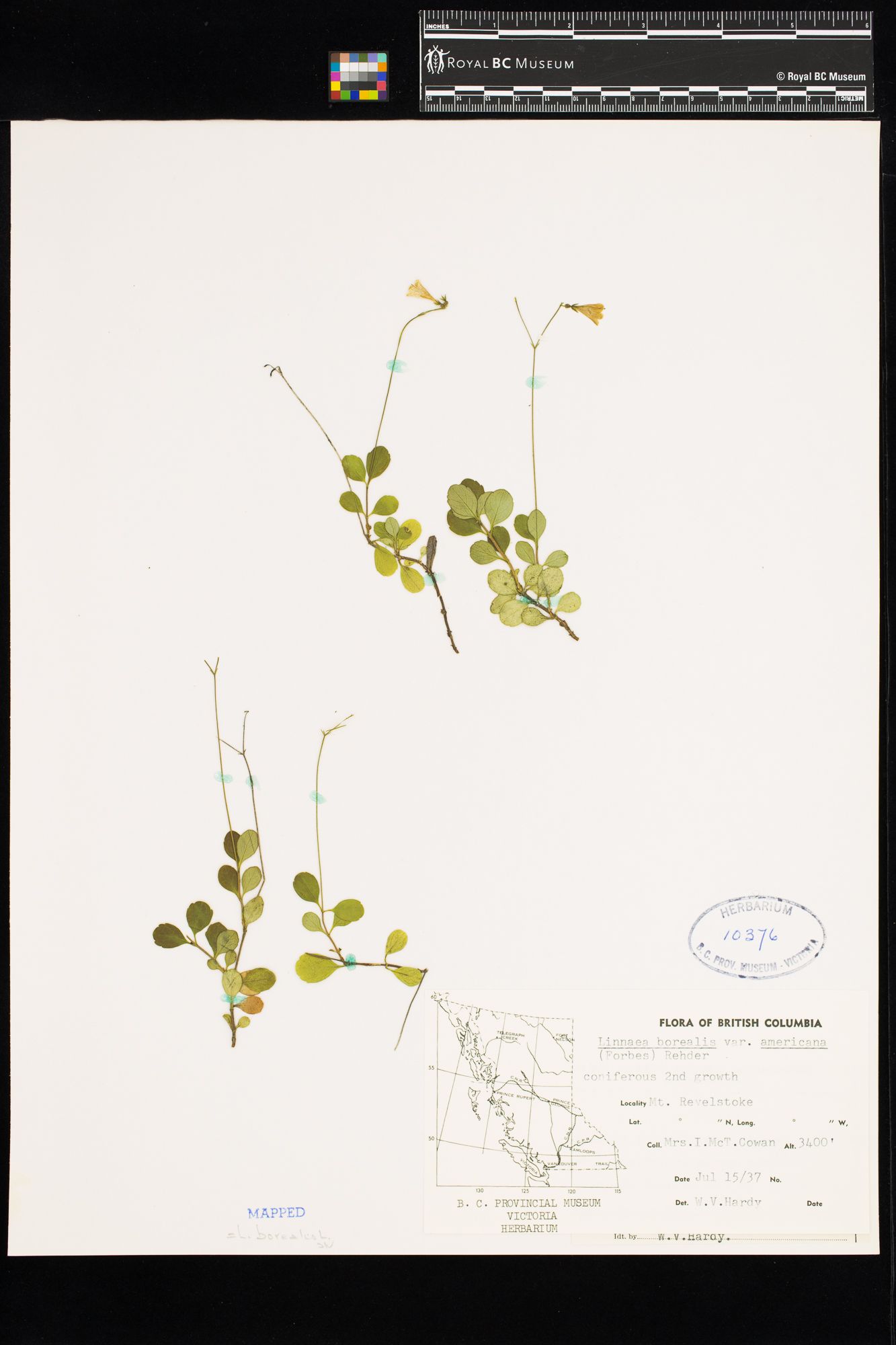 Image representing Linnaea borealis ssp. longiflora.