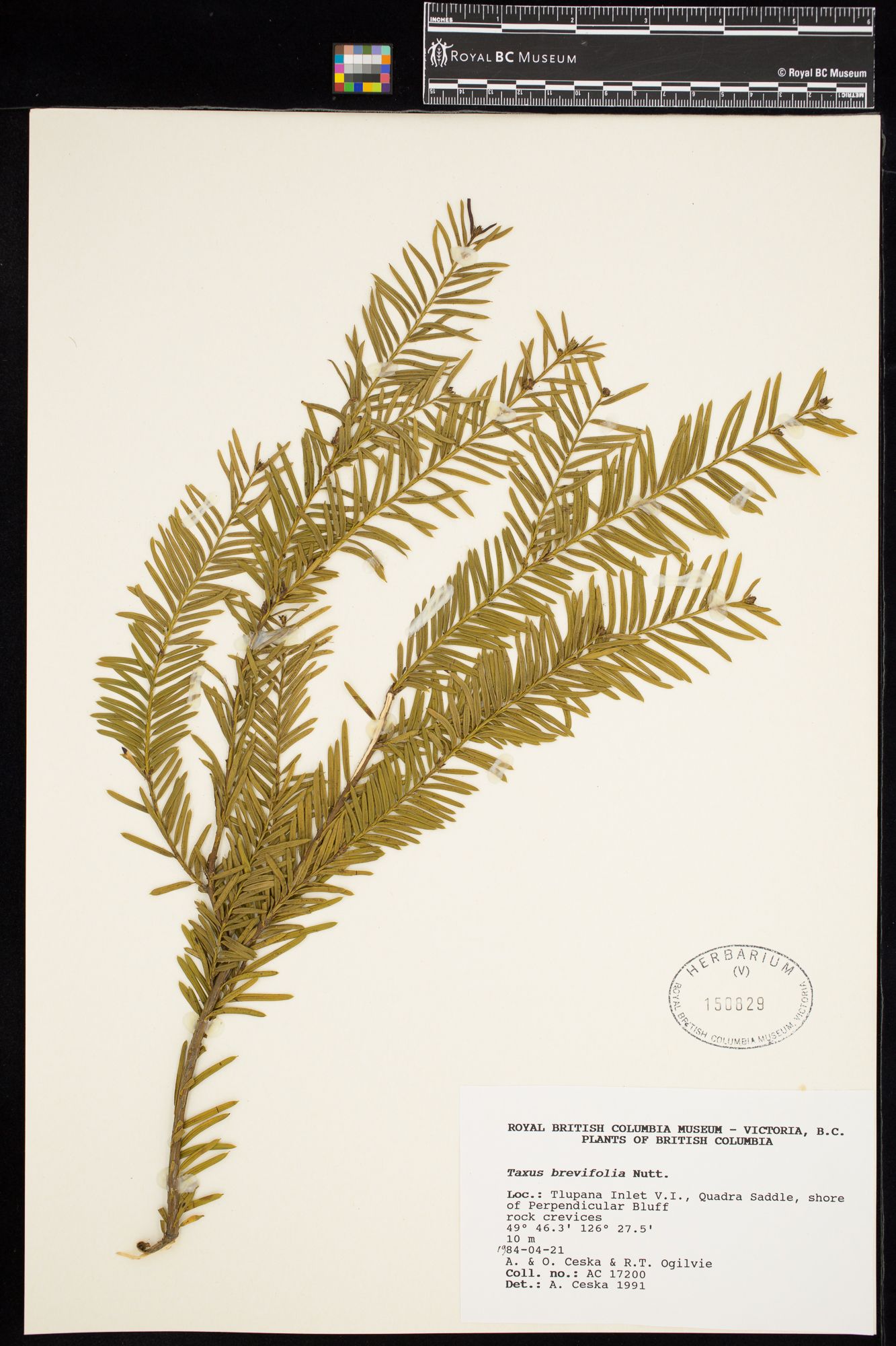 Image representing Taxus brevifolia.