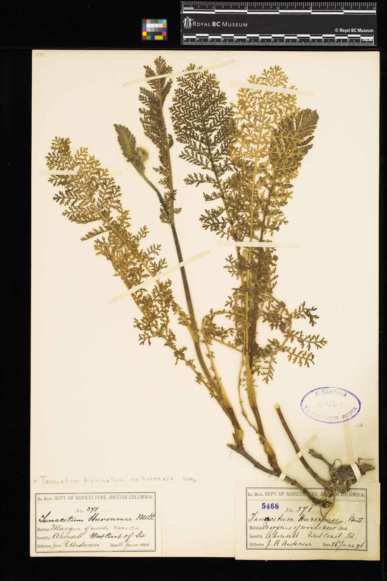 Image representing Tanacetum bipinnatum ssp. huronense.