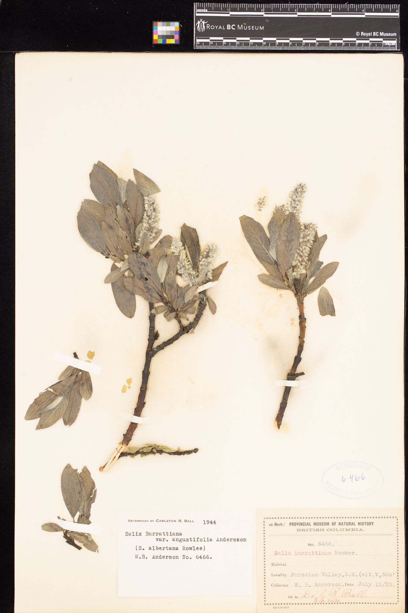 Image representing Salix barrattiana var. angustifolia.