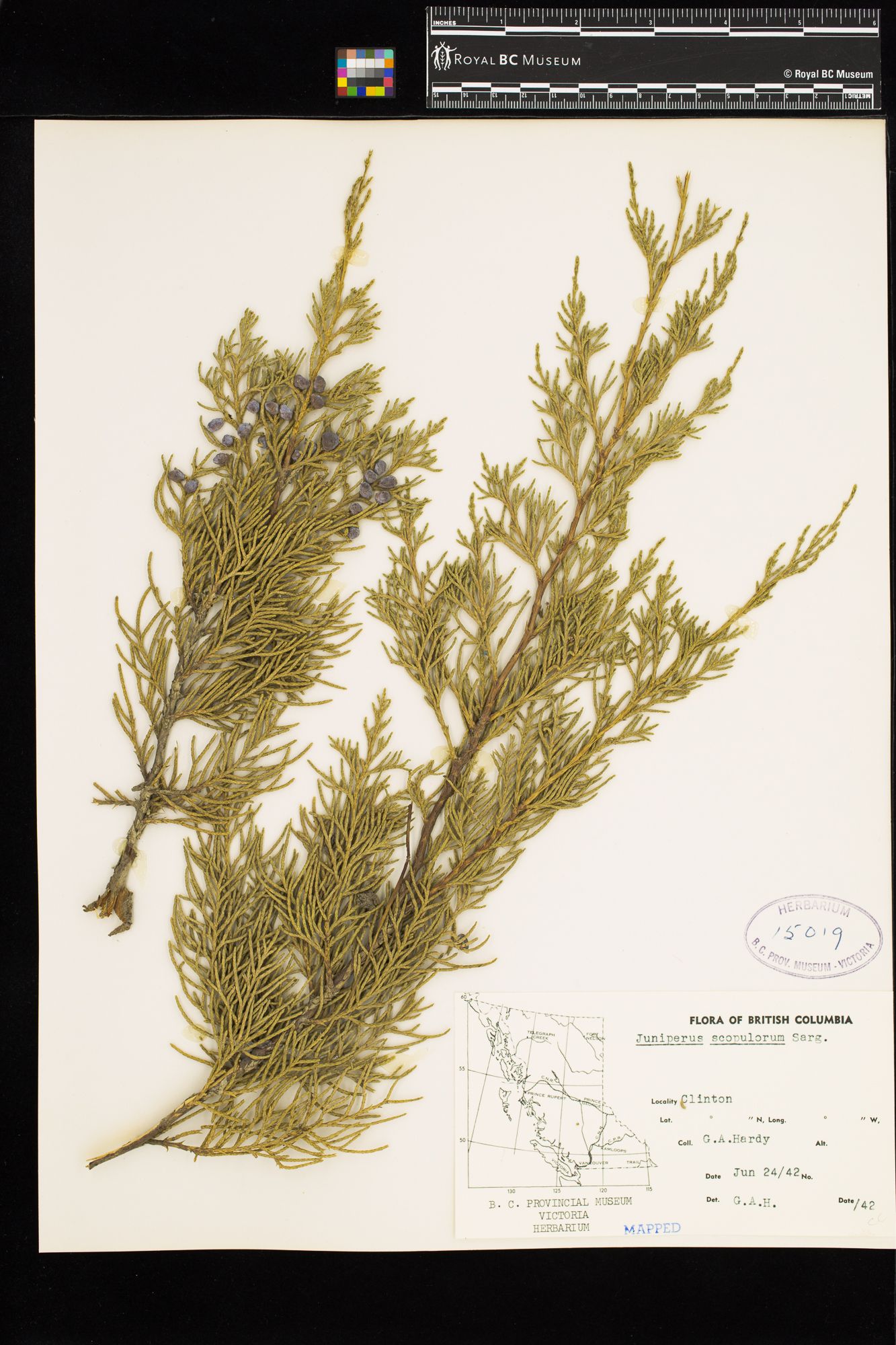 Image representing Juniperus scopulorum.