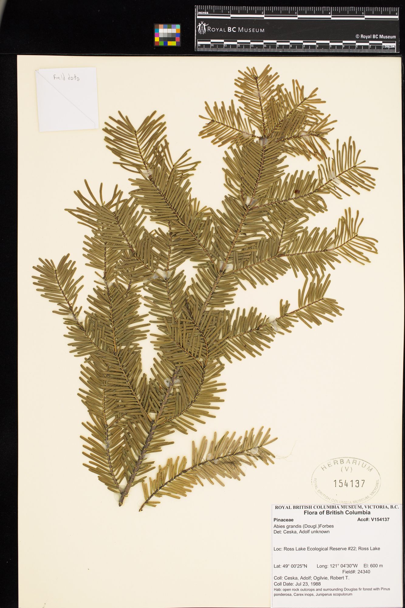 Image representing Abies grandis.