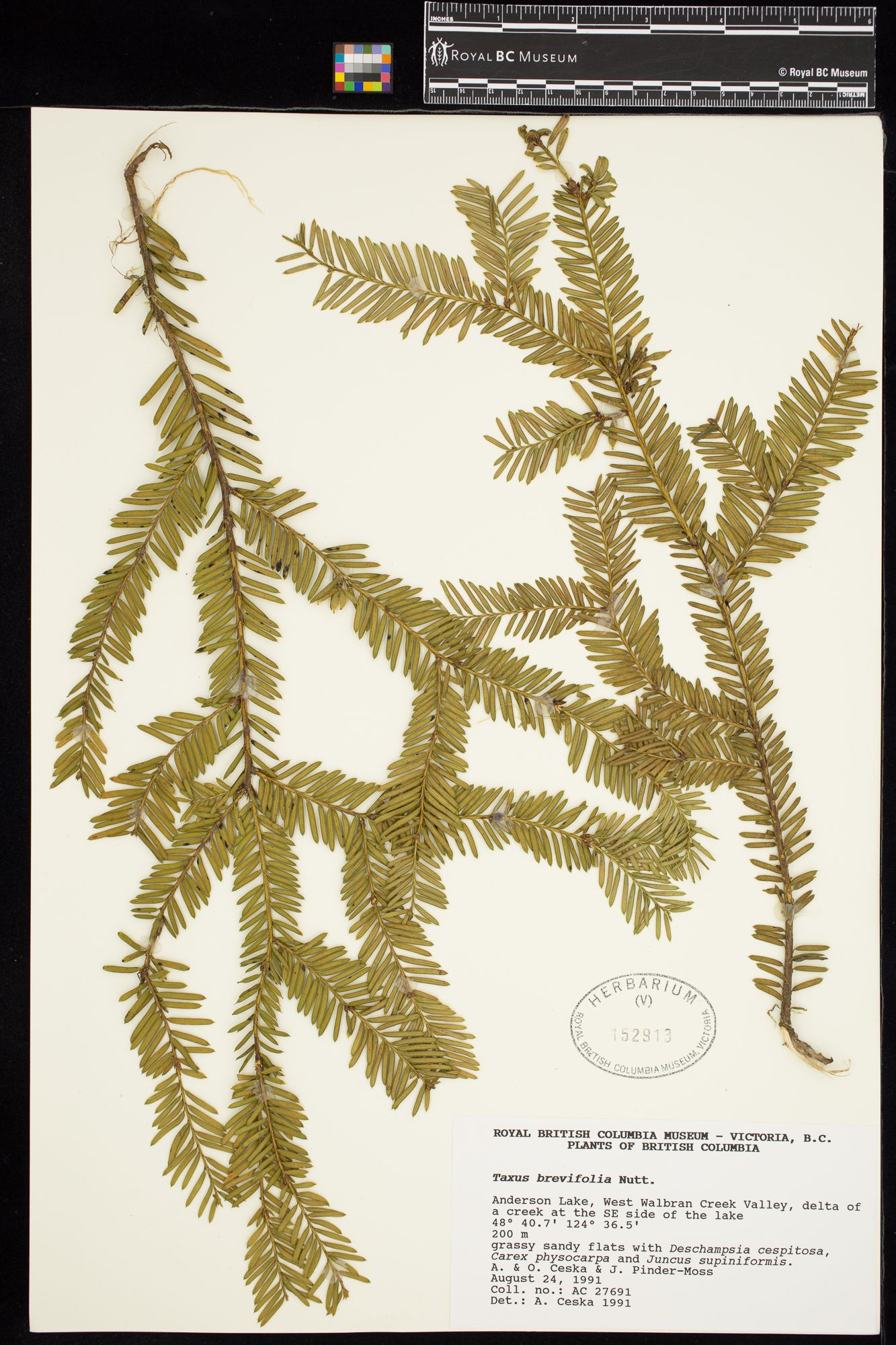 Image representing Taxus brevifolia.