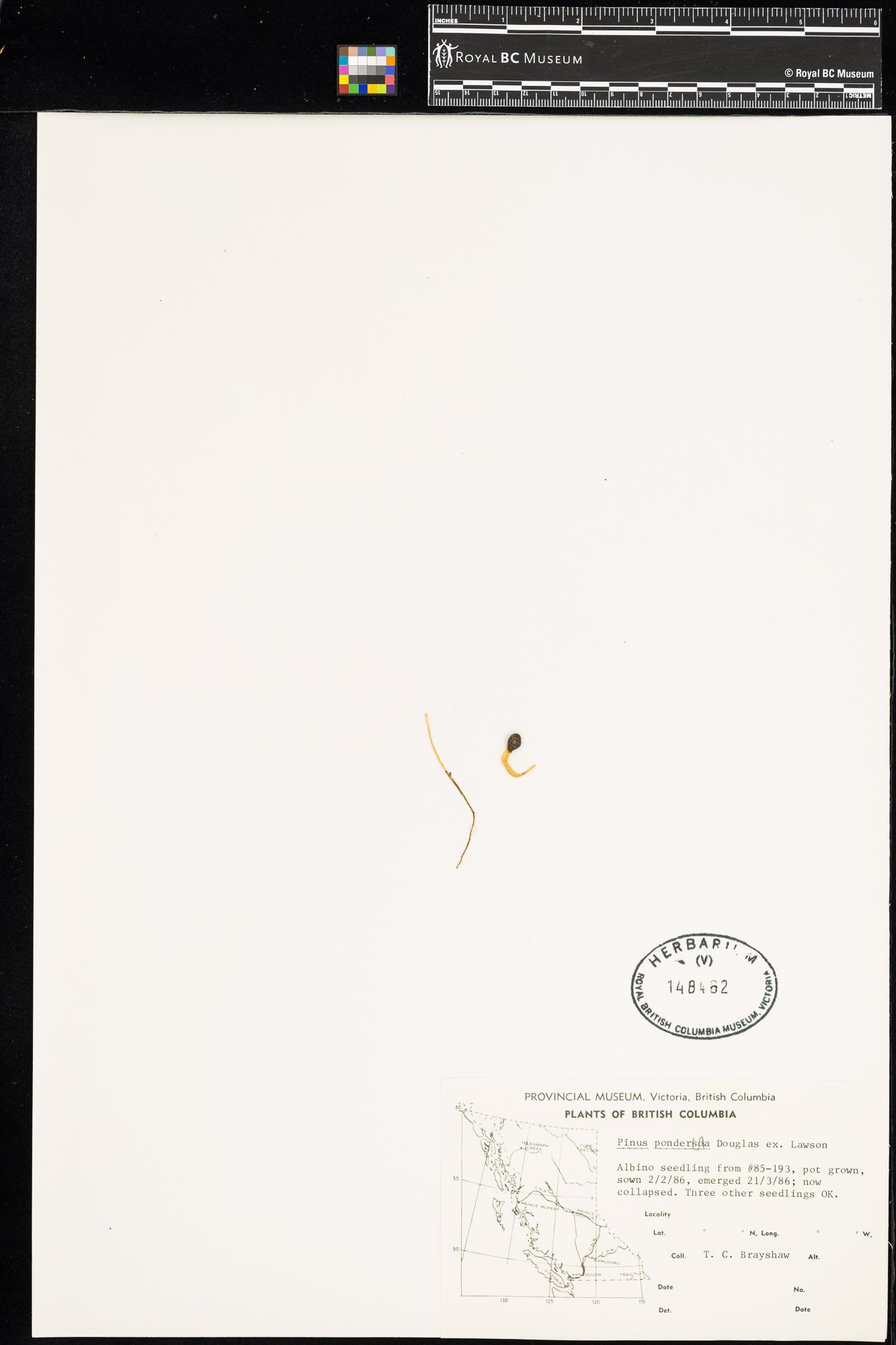 Image representing Pinus ponderosa.