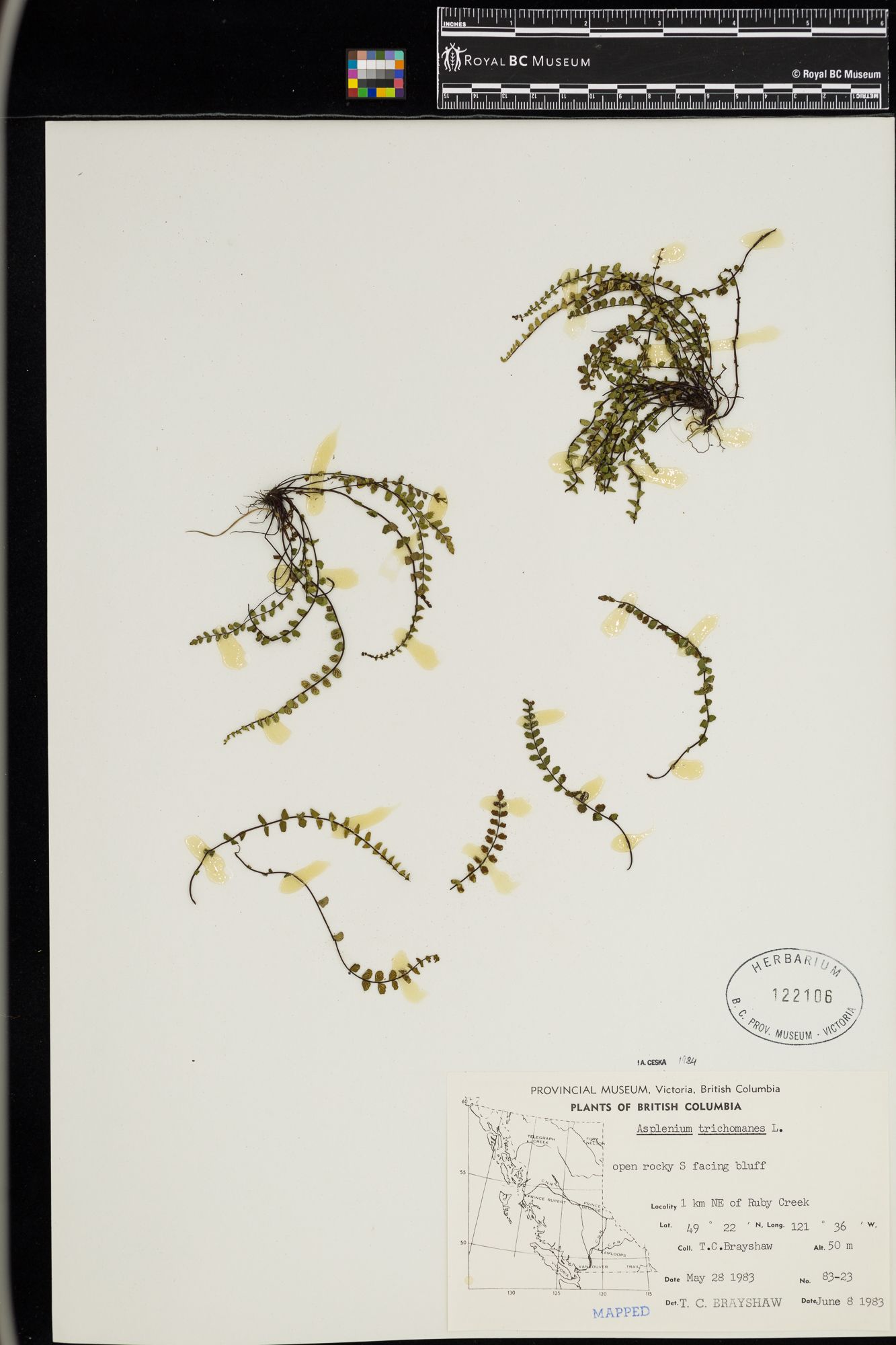 Image representing Asplenium trichomanes.