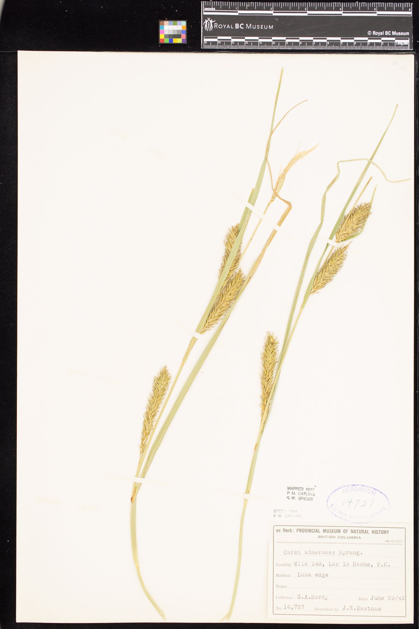 Image representing Carex atherodes.