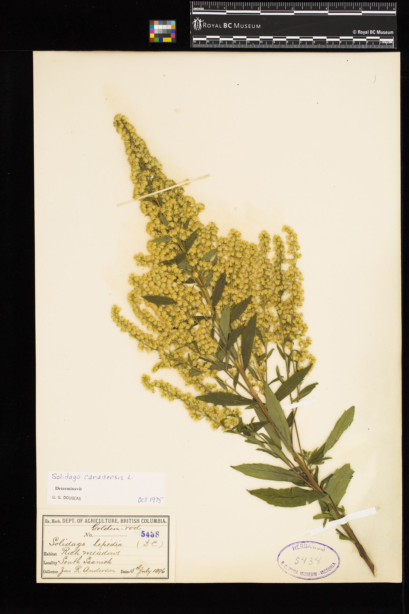 Image representing Solidago canadensis.