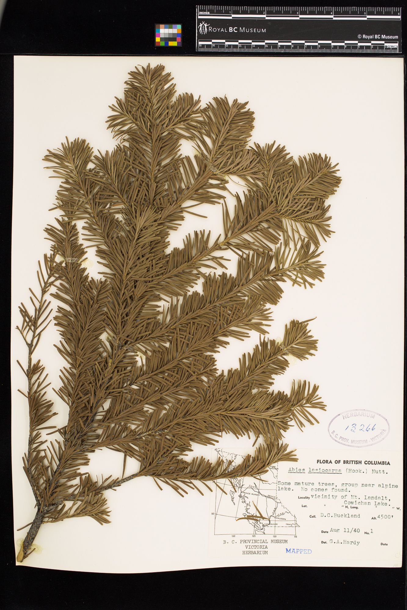 Image representing Abies lasiocarpa.