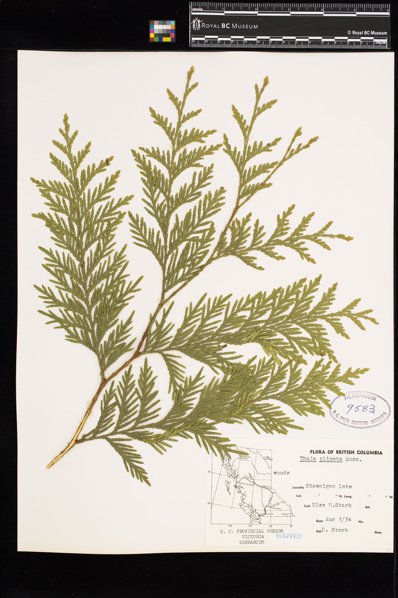 Image representing Thuja plicata.