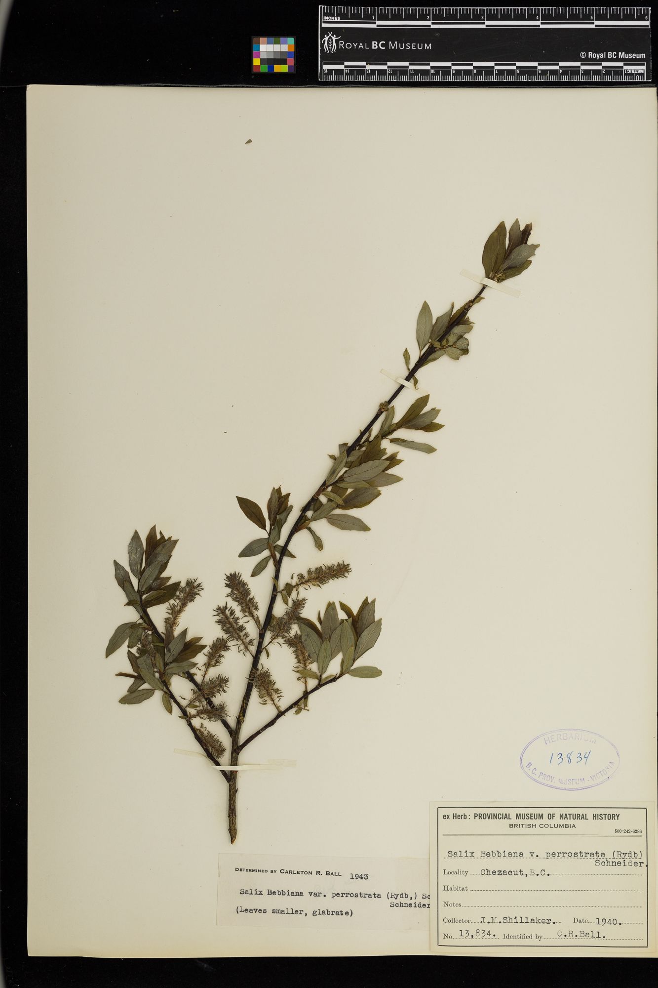 Image representing Salix bebbiana var. perrostrata.