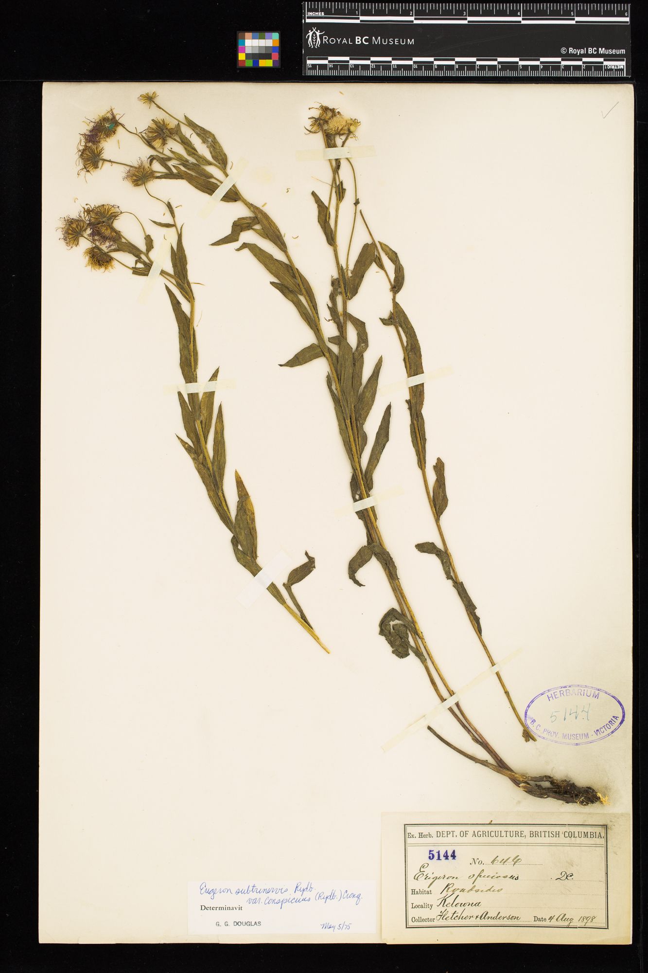 Image representing Erigeron subtrinervis var. conspicuus.