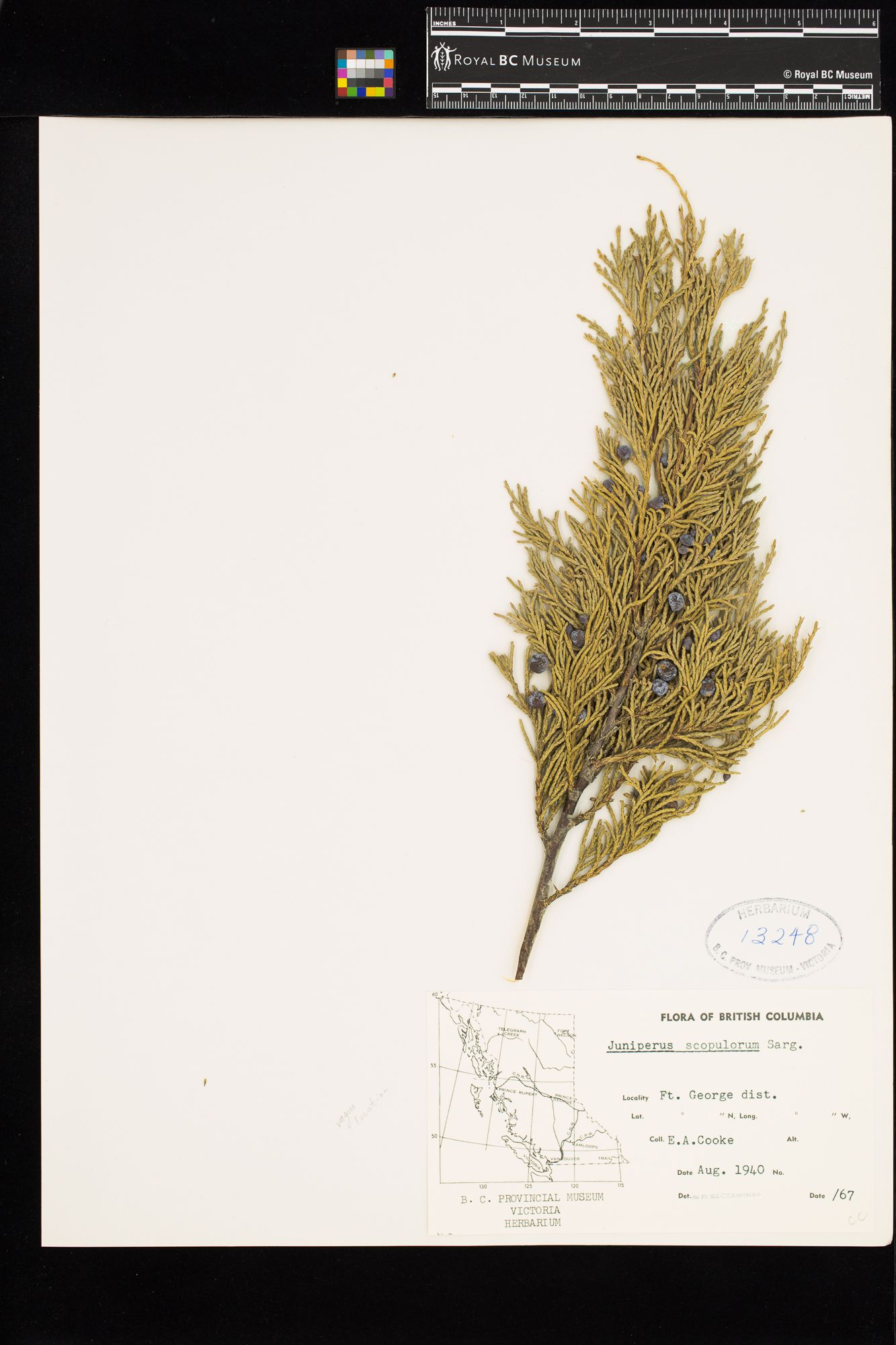 Image representing Juniperus scopulorum.